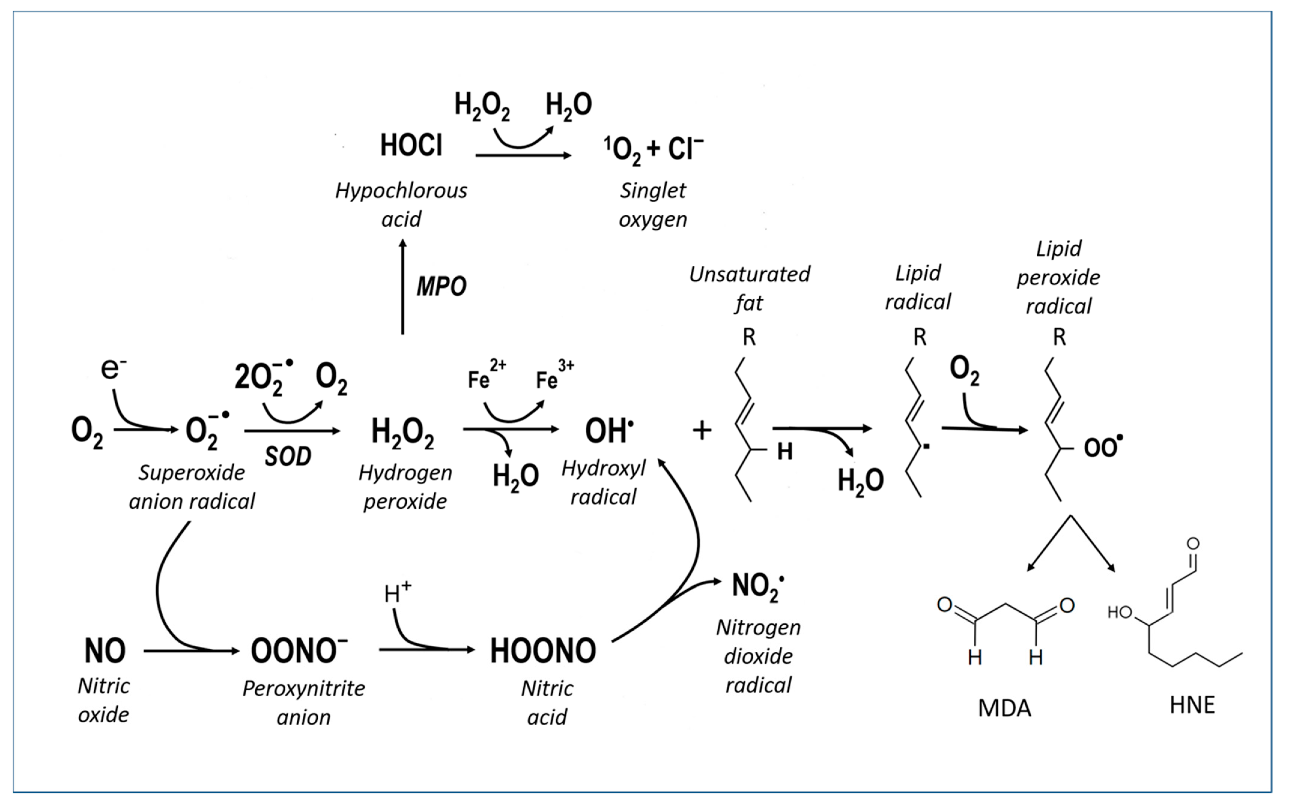Antioxidants 12 00280 g002 Antioxidants 12 00280 g002