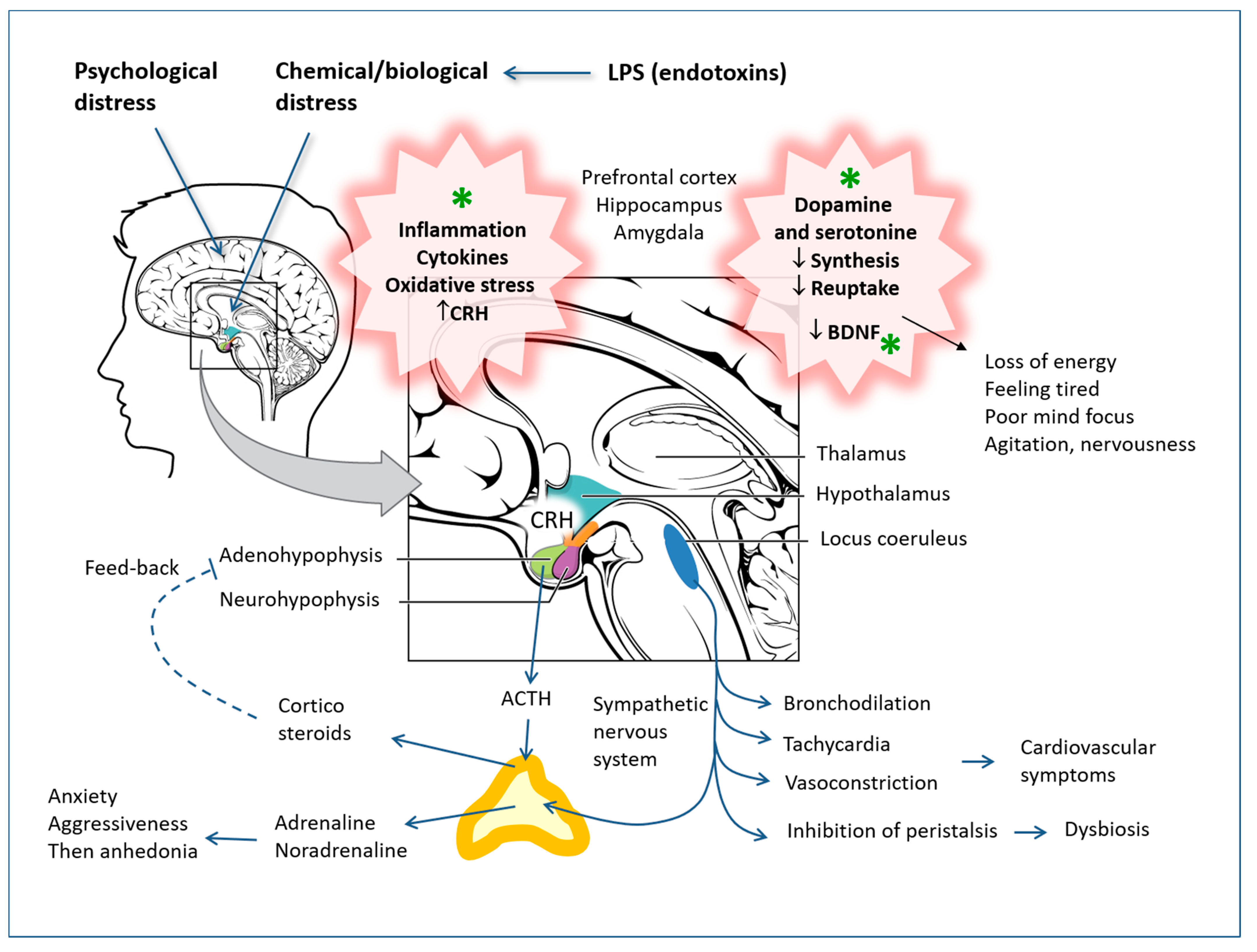 Antioxidants 12 00280 g005 Antioxidants 12 00280 g005