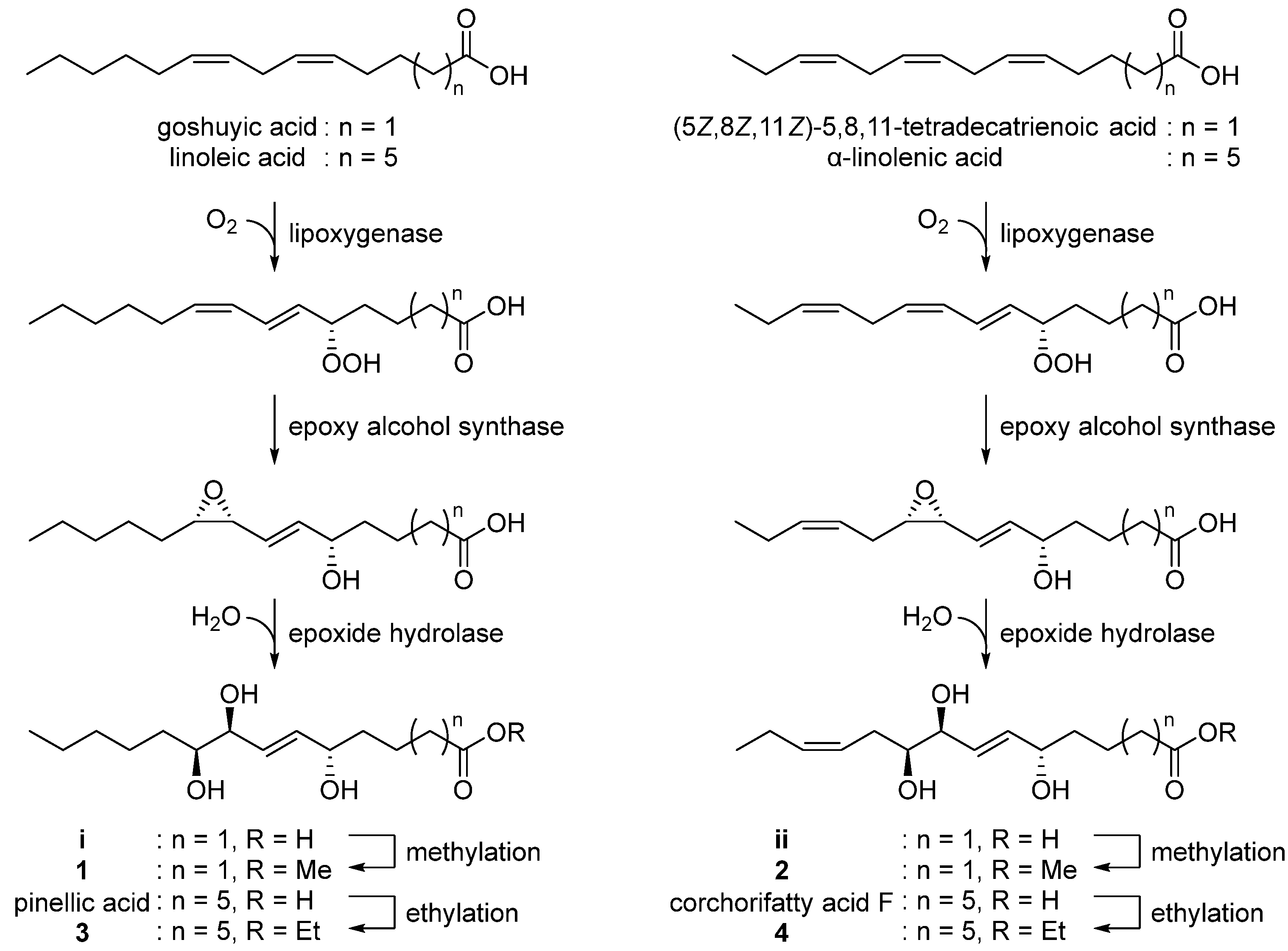 Antioxidants 12 00284 g005 Antioxidants 12 00284 g005