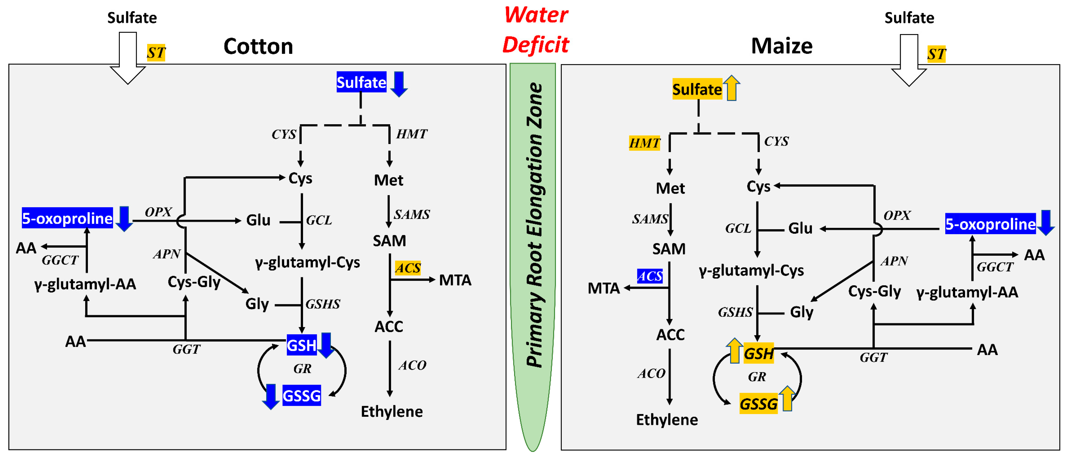 Antioxidants 12 00287 g004