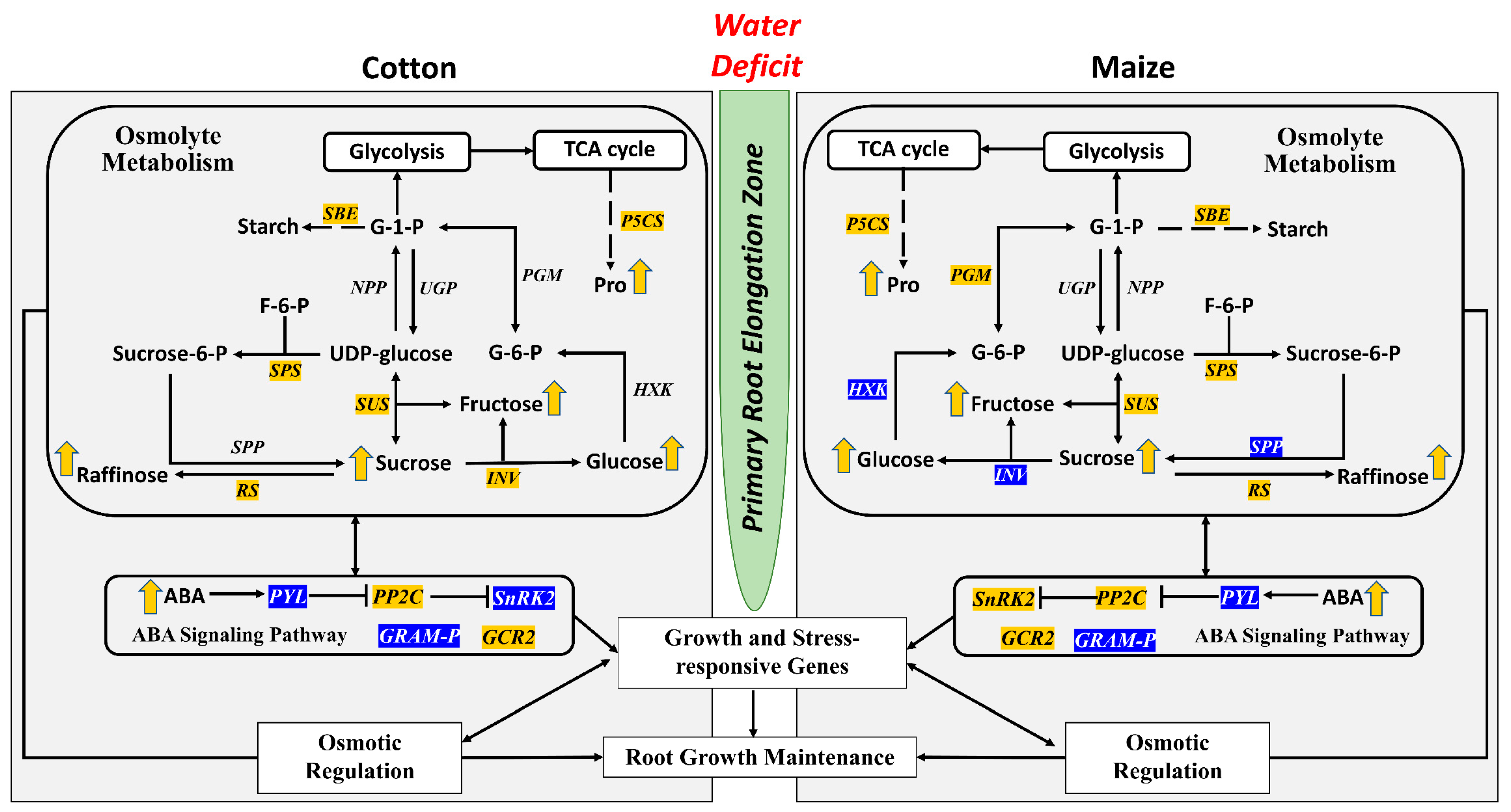 Antioxidants 12 00287 g005