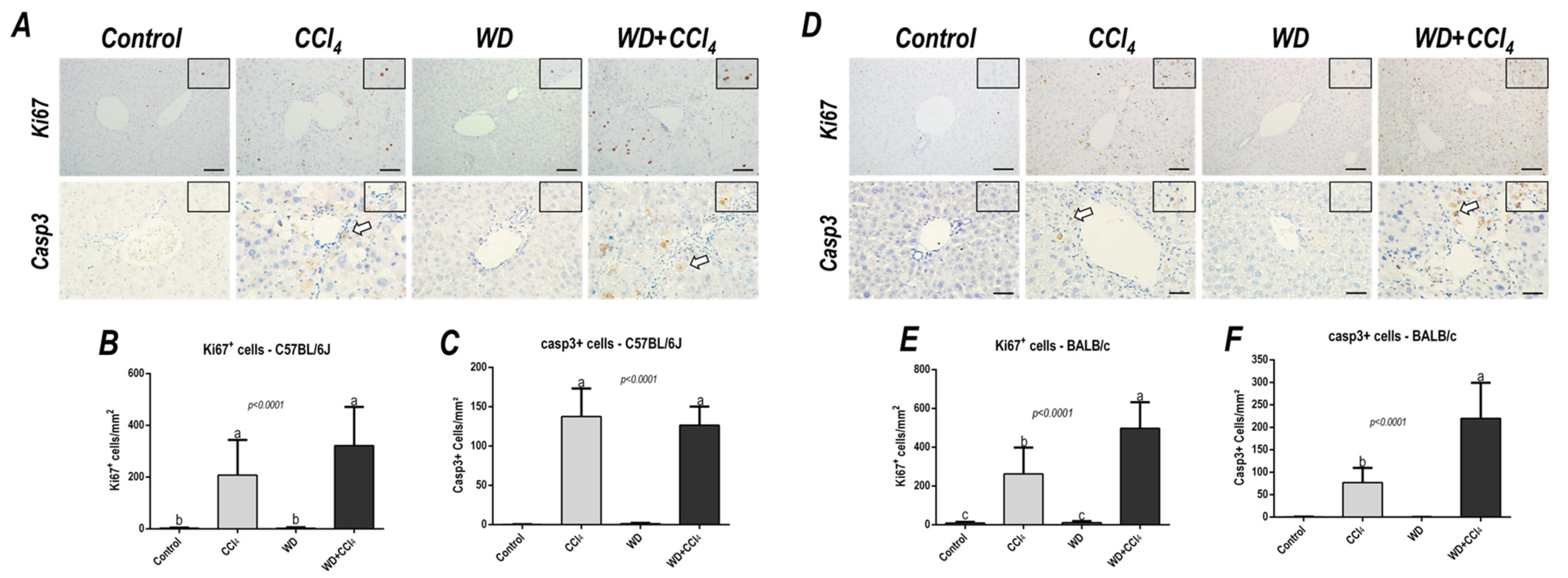 Antioxidants 12 00290 g004