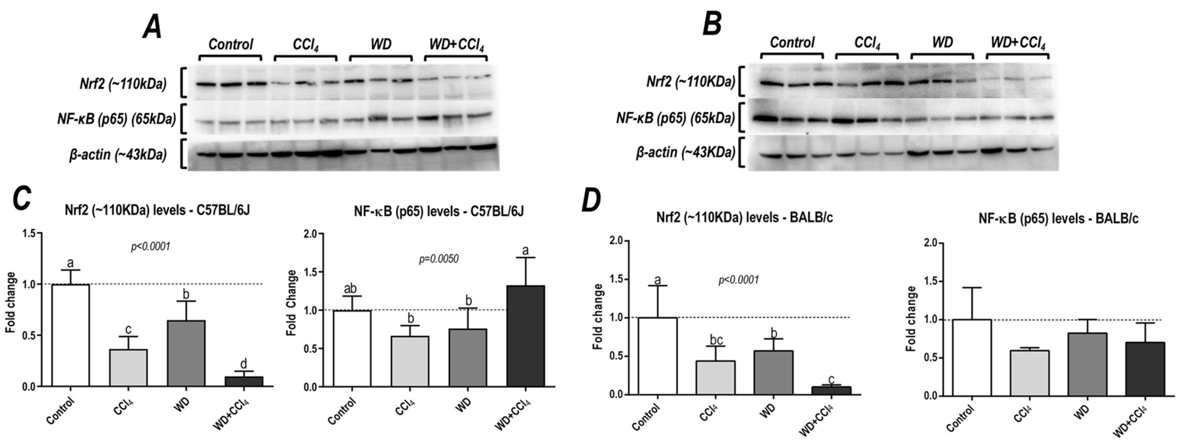Antioxidants 12 00290 g005
