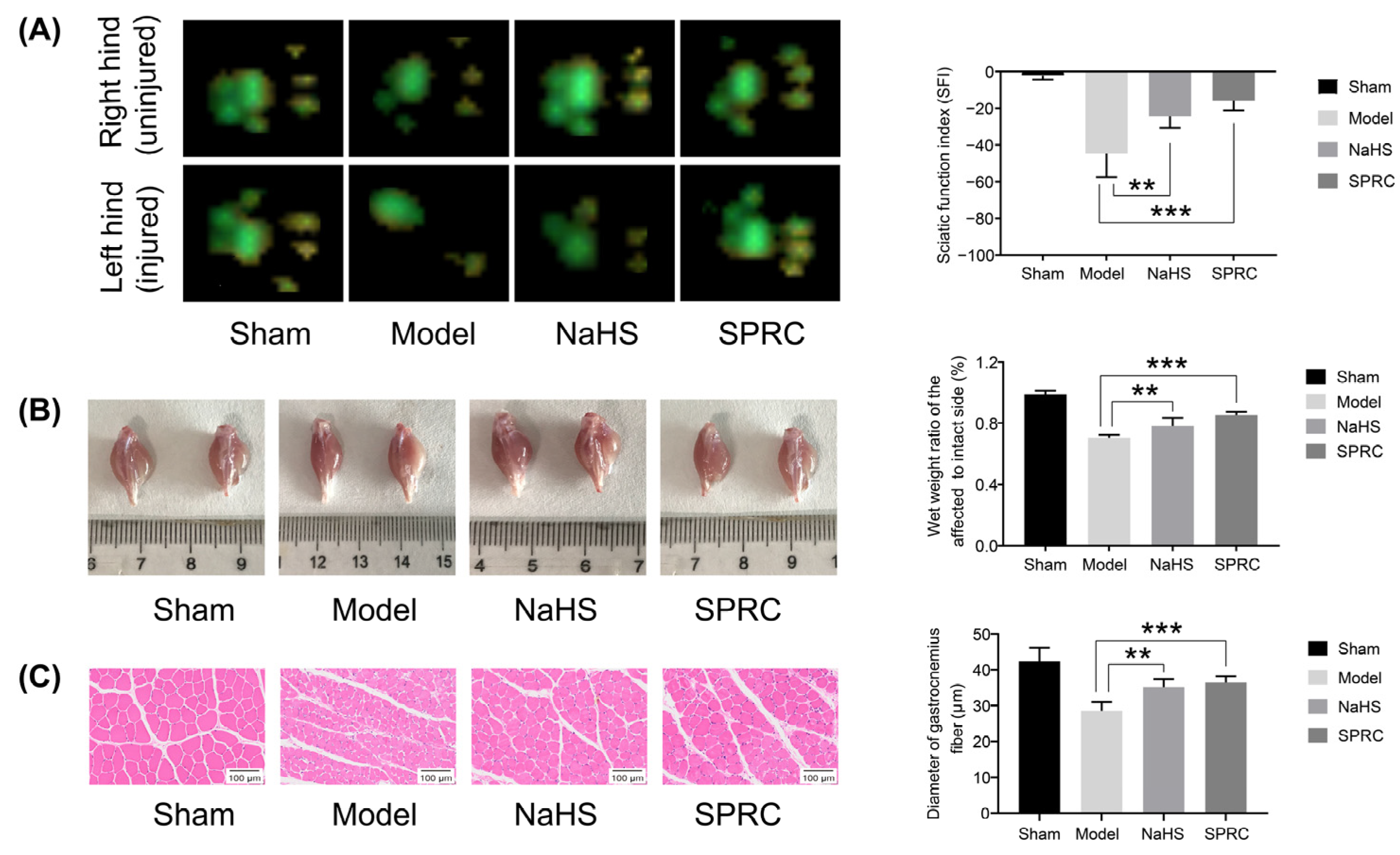 Antioxidants 12 00294 g001