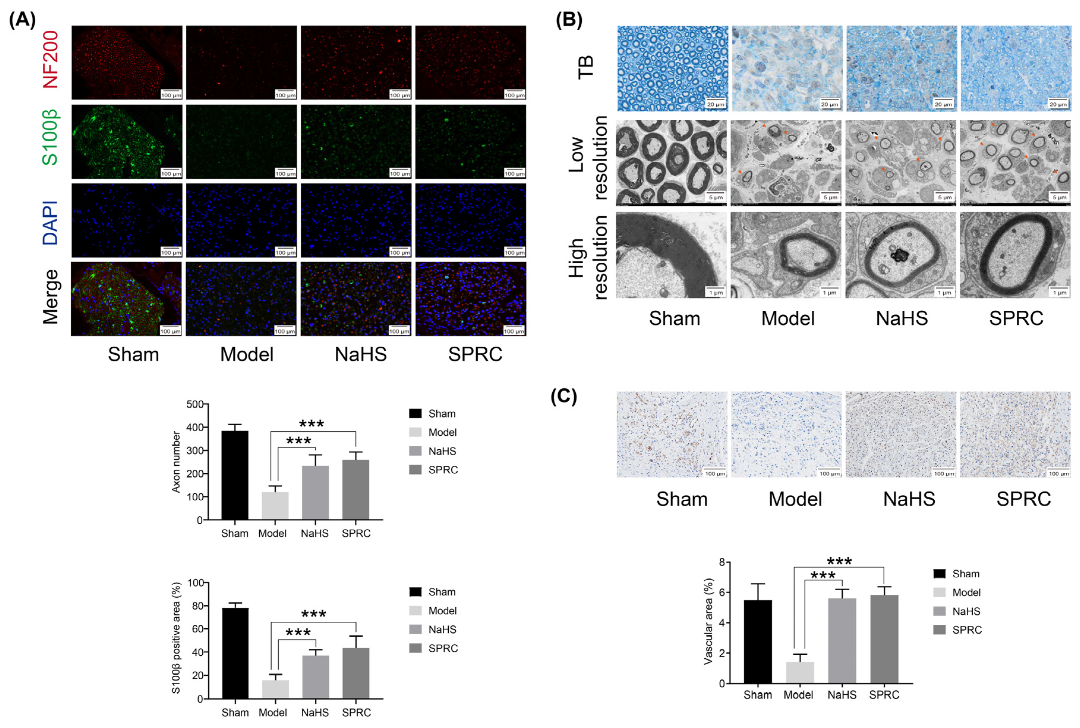 Antioxidants 12 00294 g002