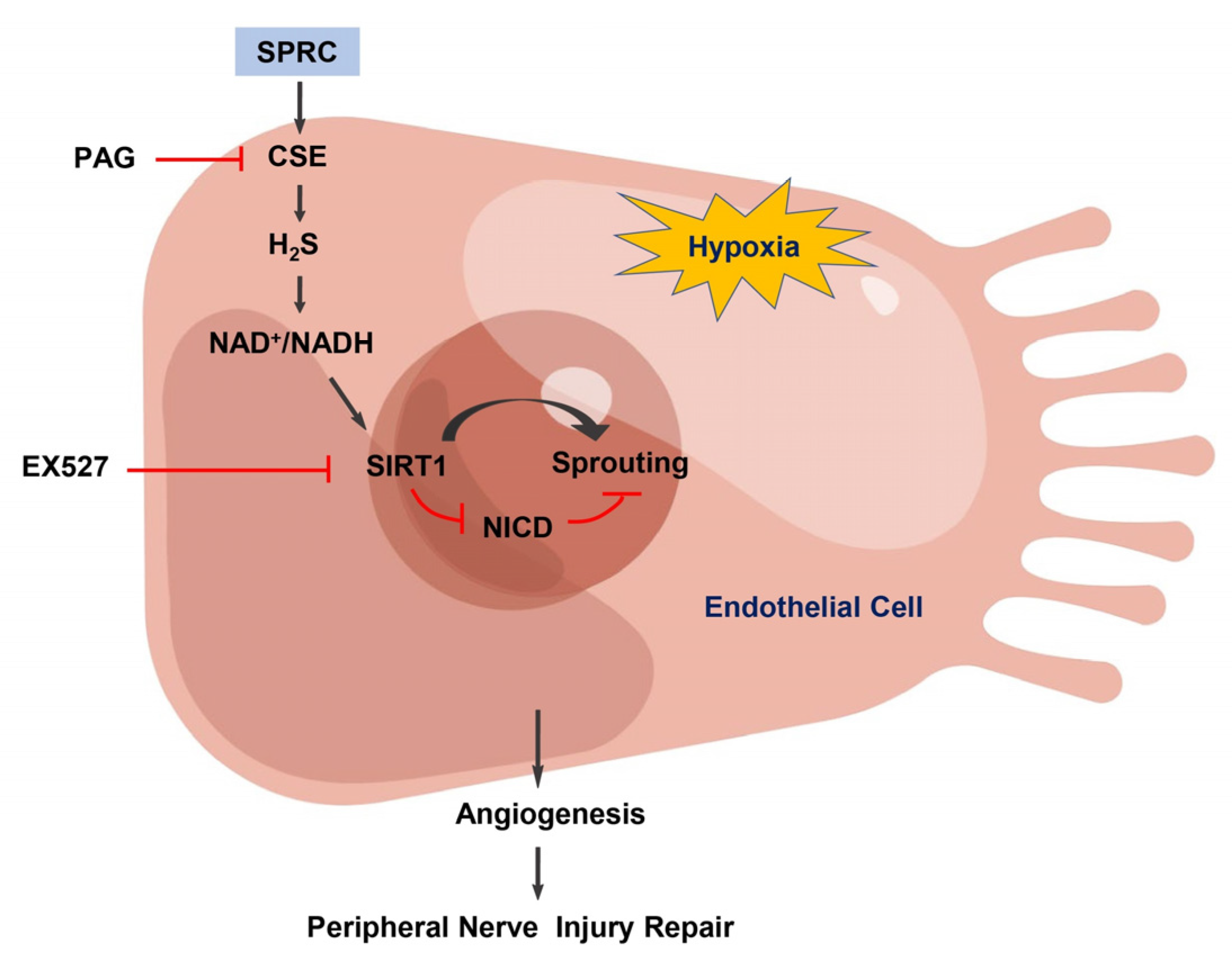 Antioxidants 12 00294 g006