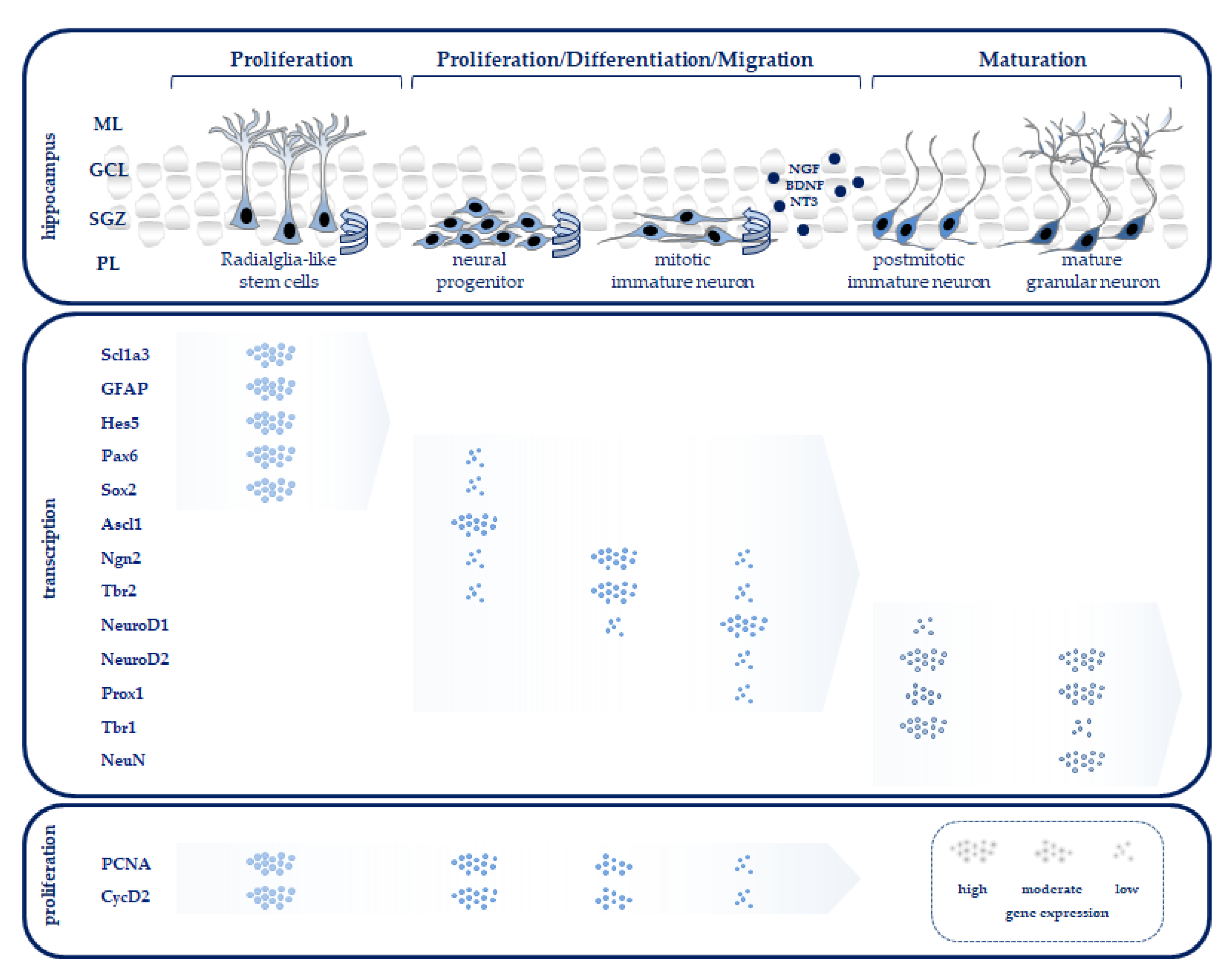 Antioxidants 12 00295 g001 Antioxidants 12 00295 g001