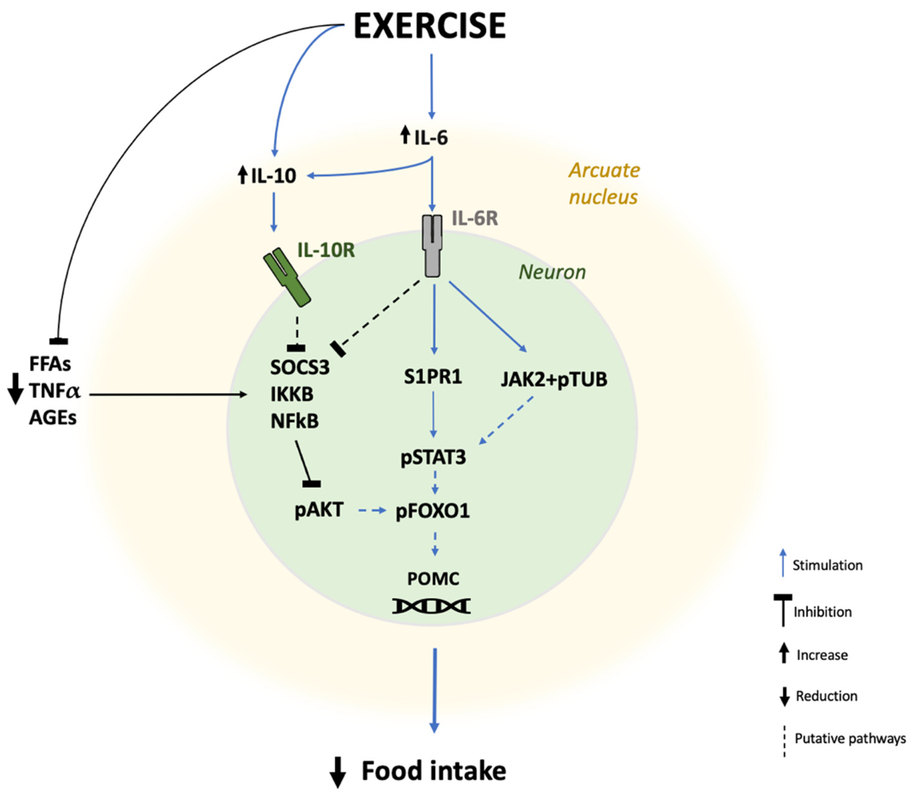 Antioxidants 12 00297 g002