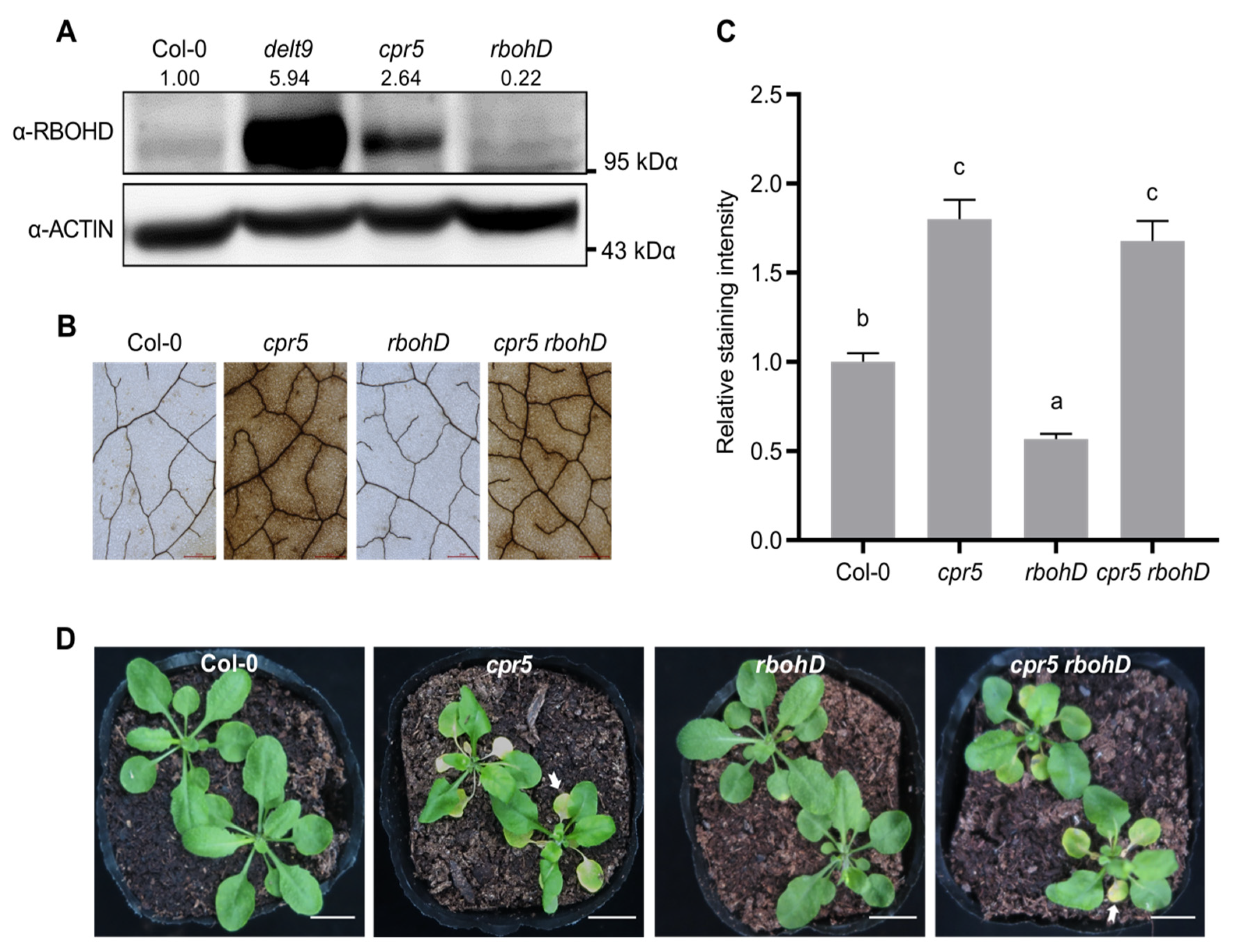 Antioxidants 12 00301 g003