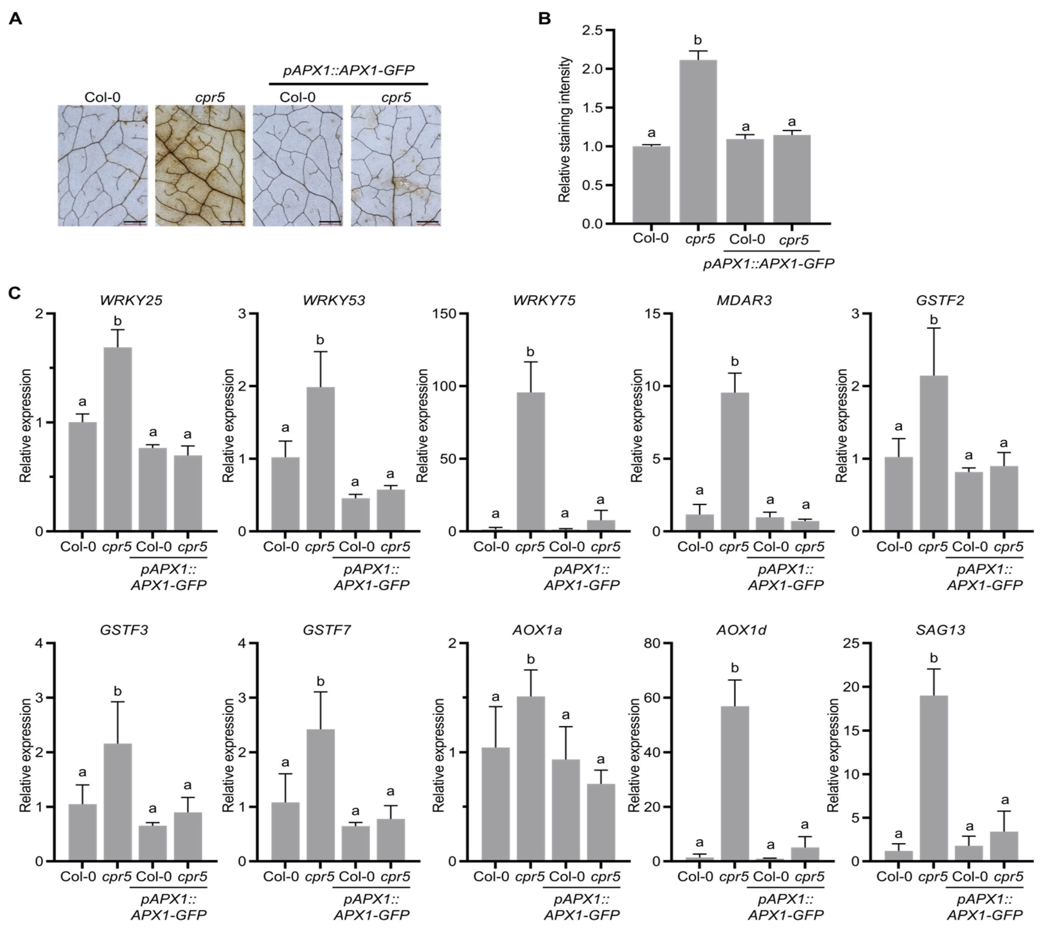 Antioxidants 12 00301 g005