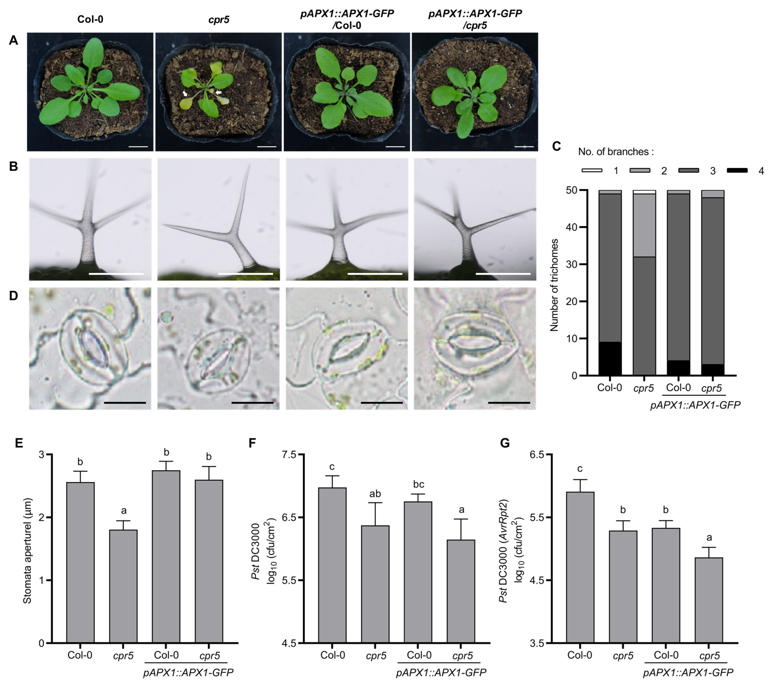 Antioxidants 12 00301 g006
