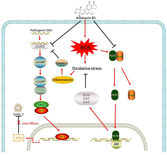 Antioxidants 12 00306 g009