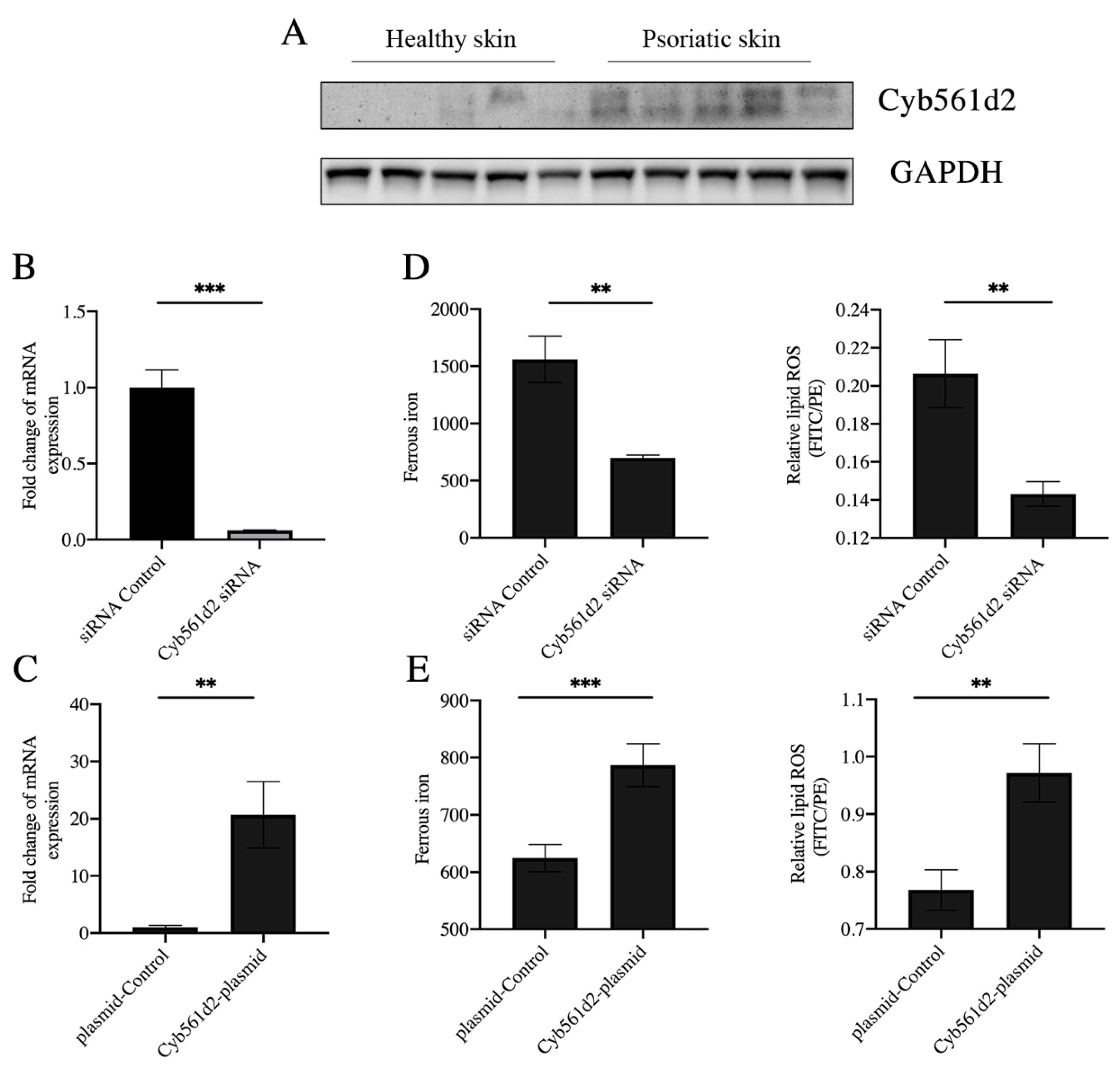 Antioxidants 12 00310 g004