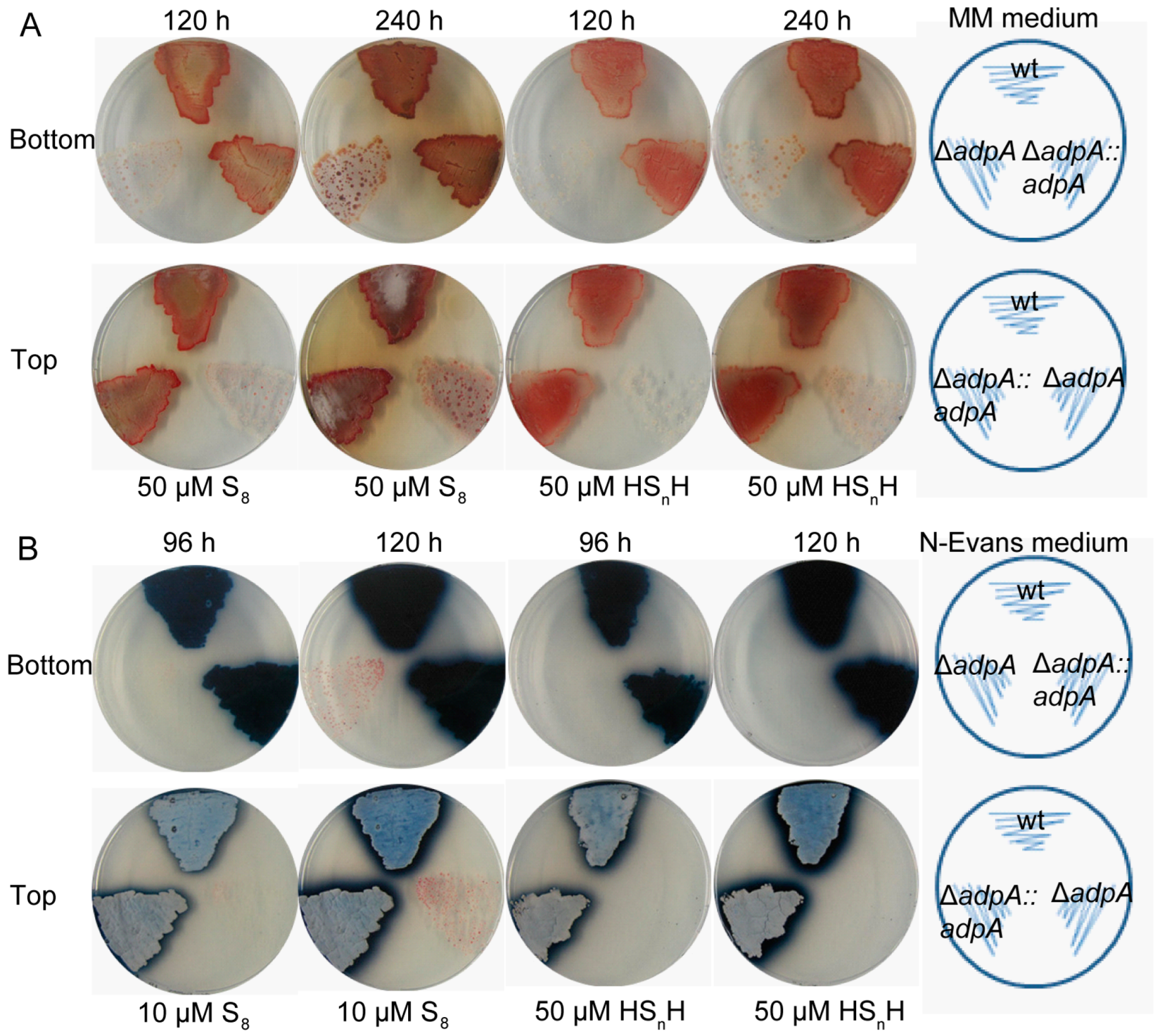 Antioxidants 12 00312 g001