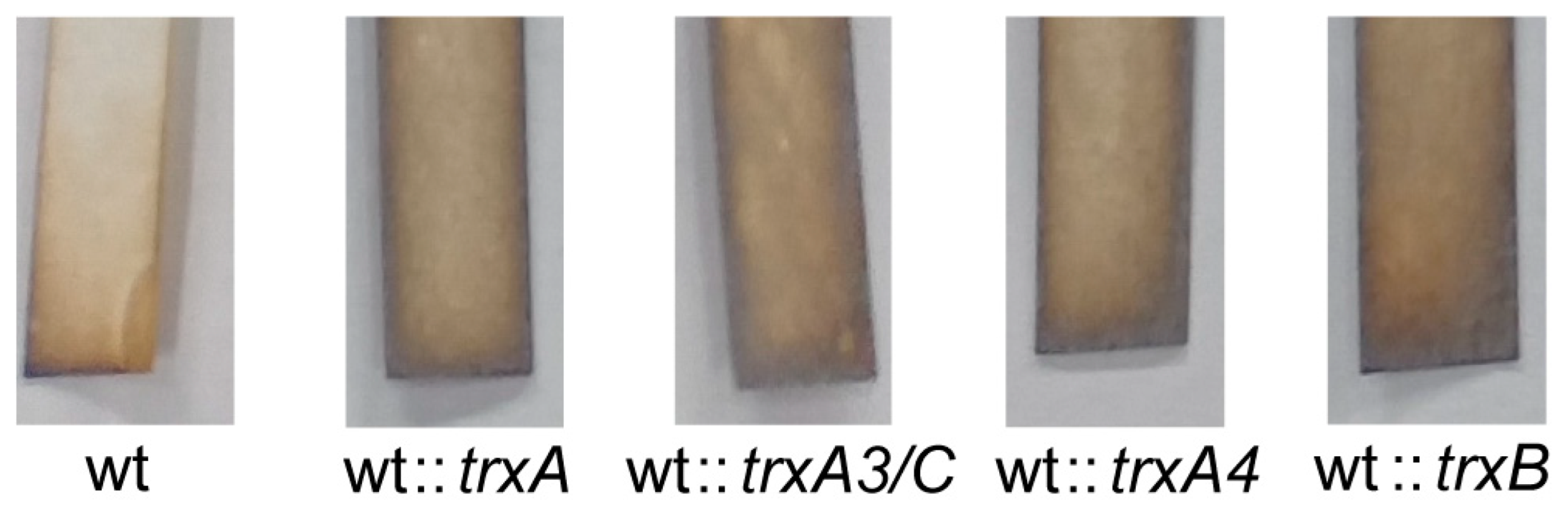 Antioxidants 12 00312 g004