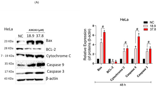 Antioxidants 12 00317 g010a Antioxidants 12 00317 g010a