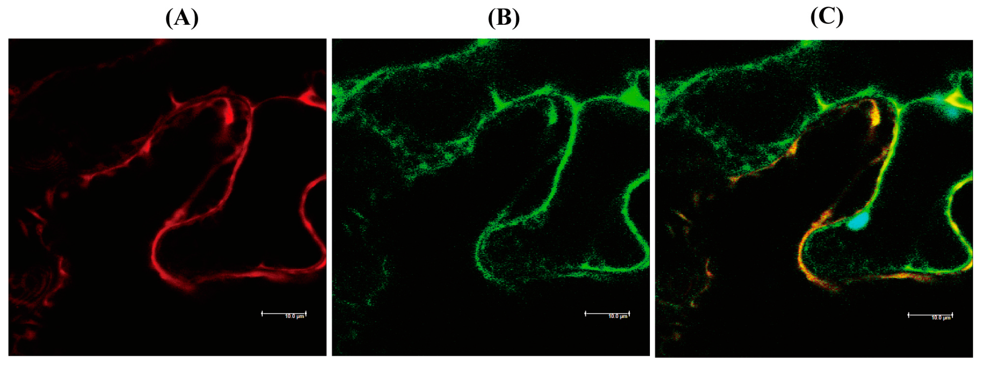 Antioxidants 12 00319 g004