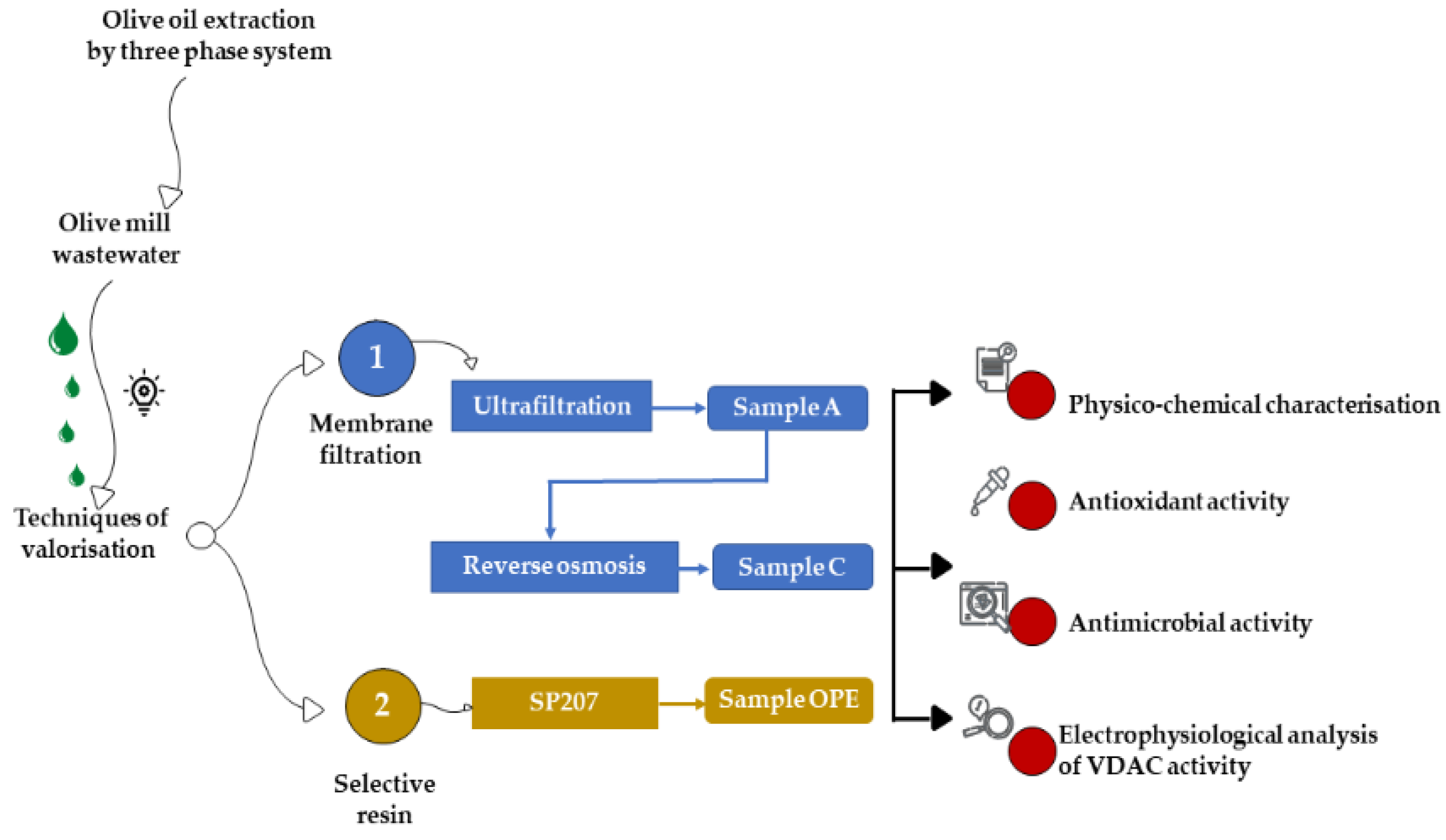 Antioxidants 12 00322 g001