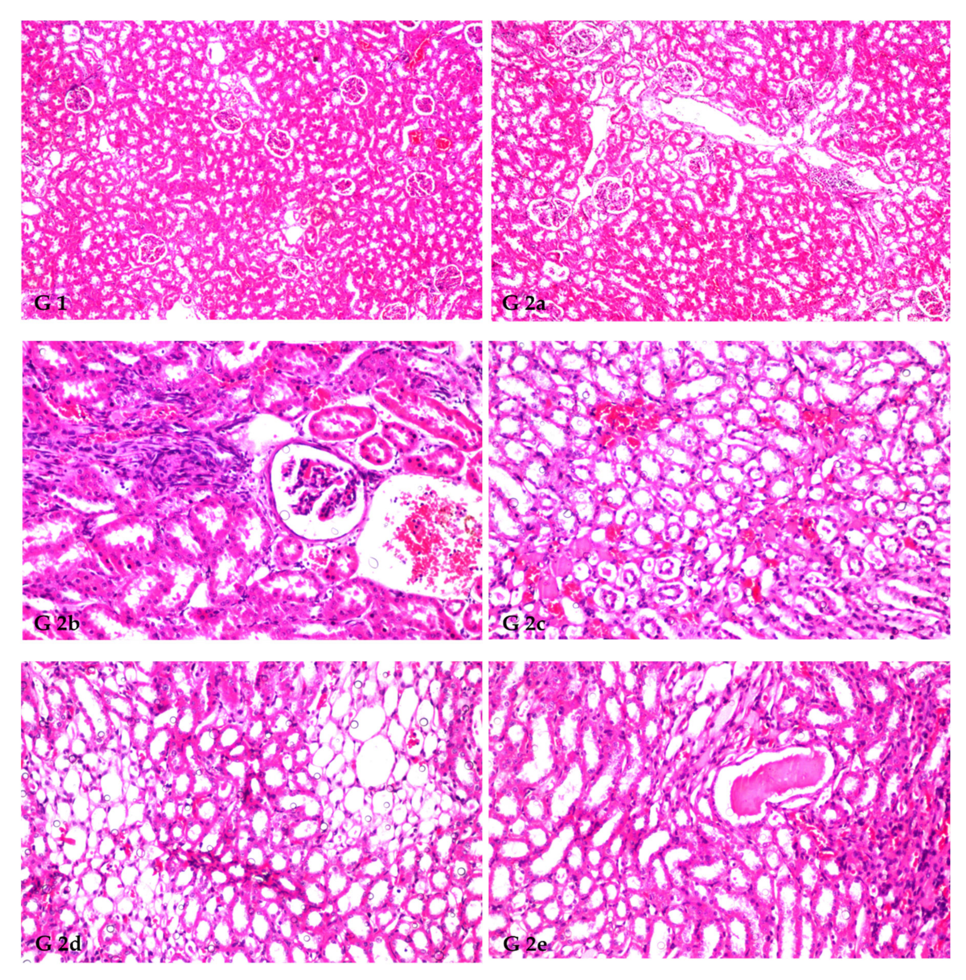 Antioxidants 12 00325 g001a