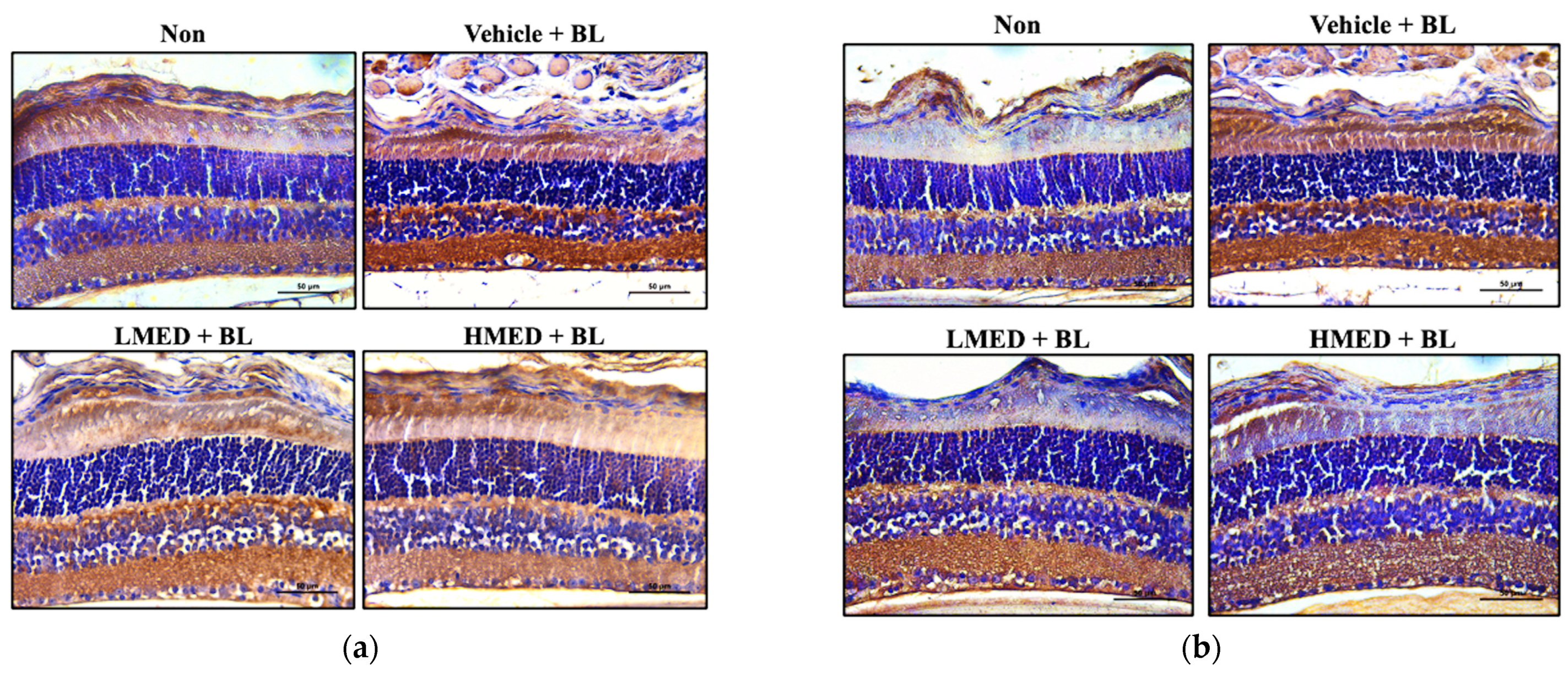 Antioxidants 12 00329 g012a