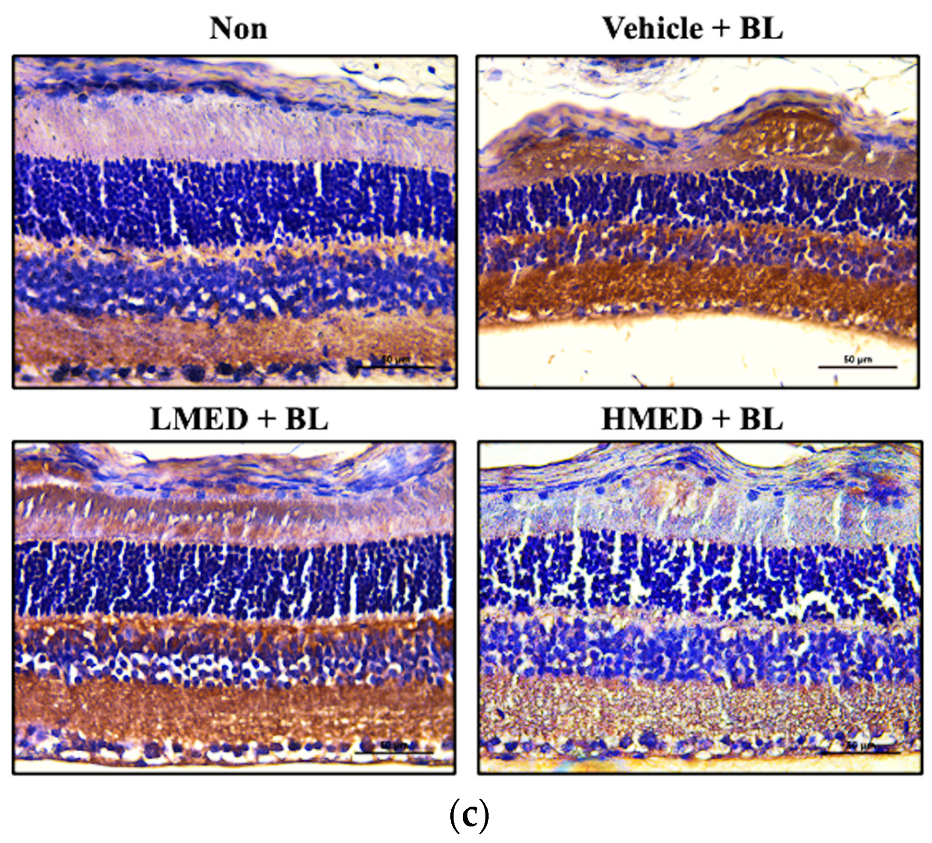 Antioxidants 12 00329 g012b