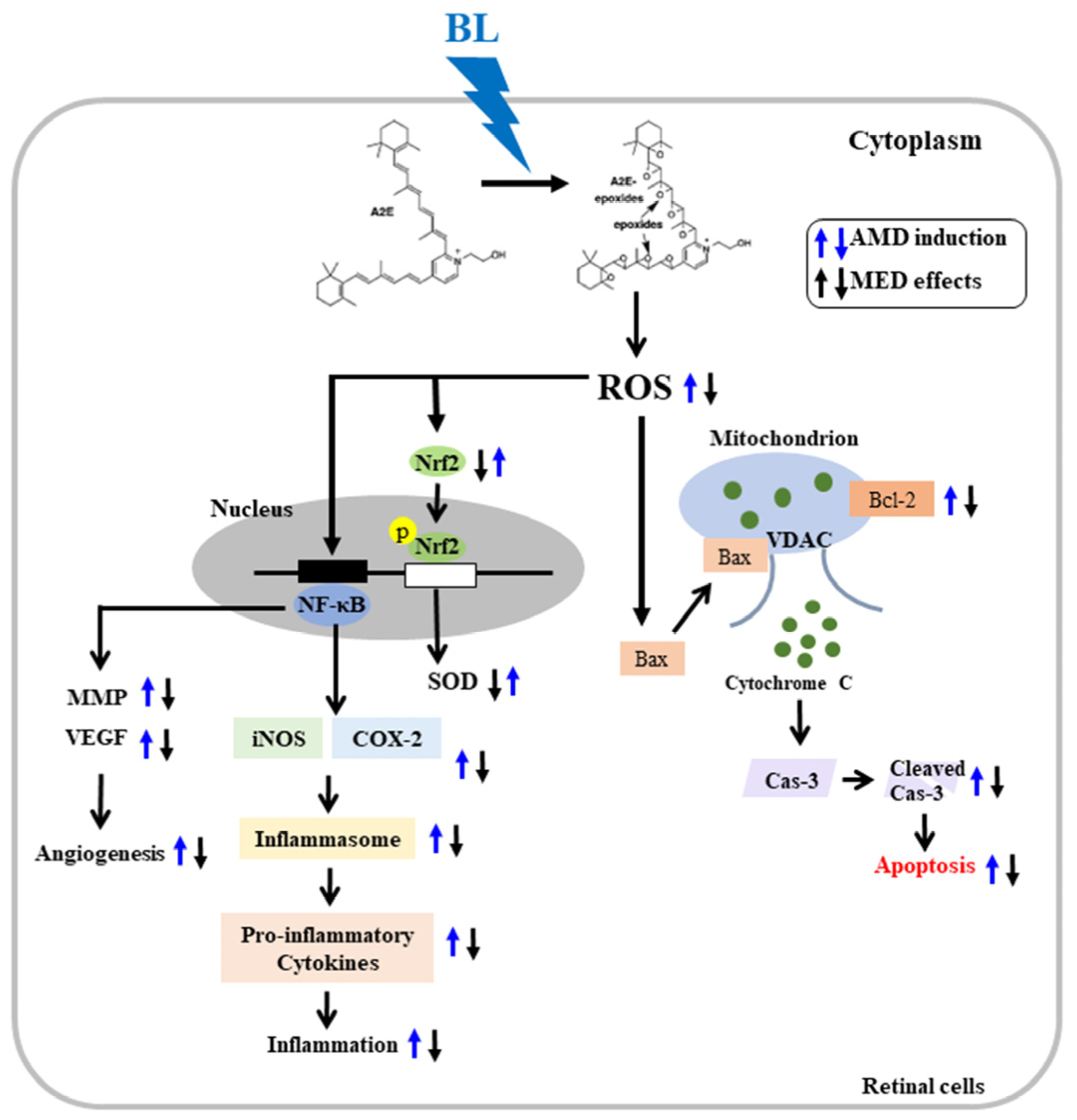 Antioxidants 12 00329 g013