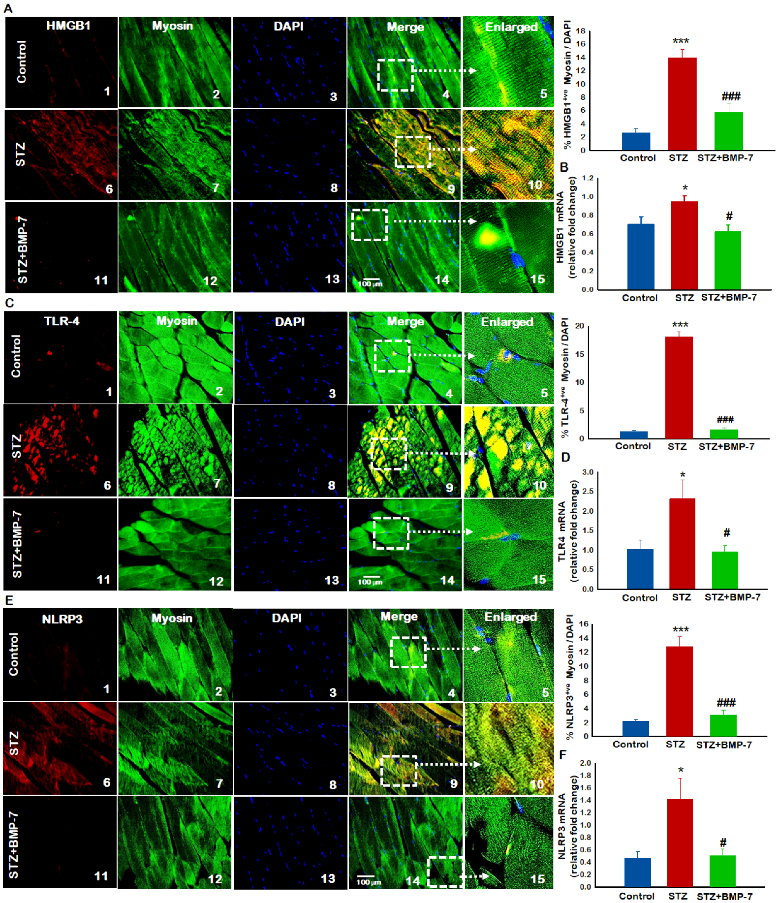 Antioxidants 12 00331 g004