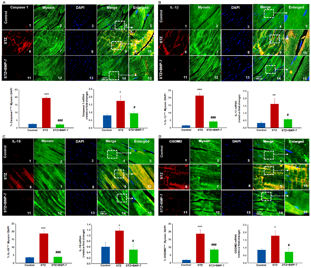 Antioxidants 12 00331 g005