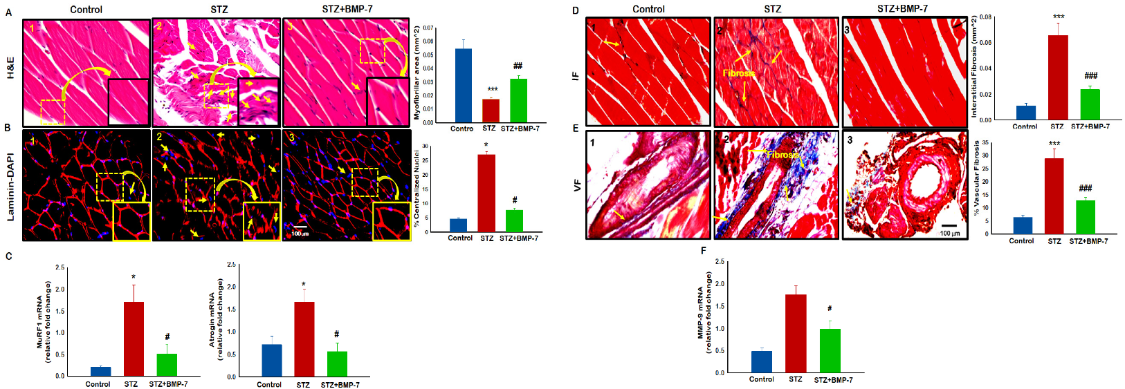 Antioxidants 12 00331 g007