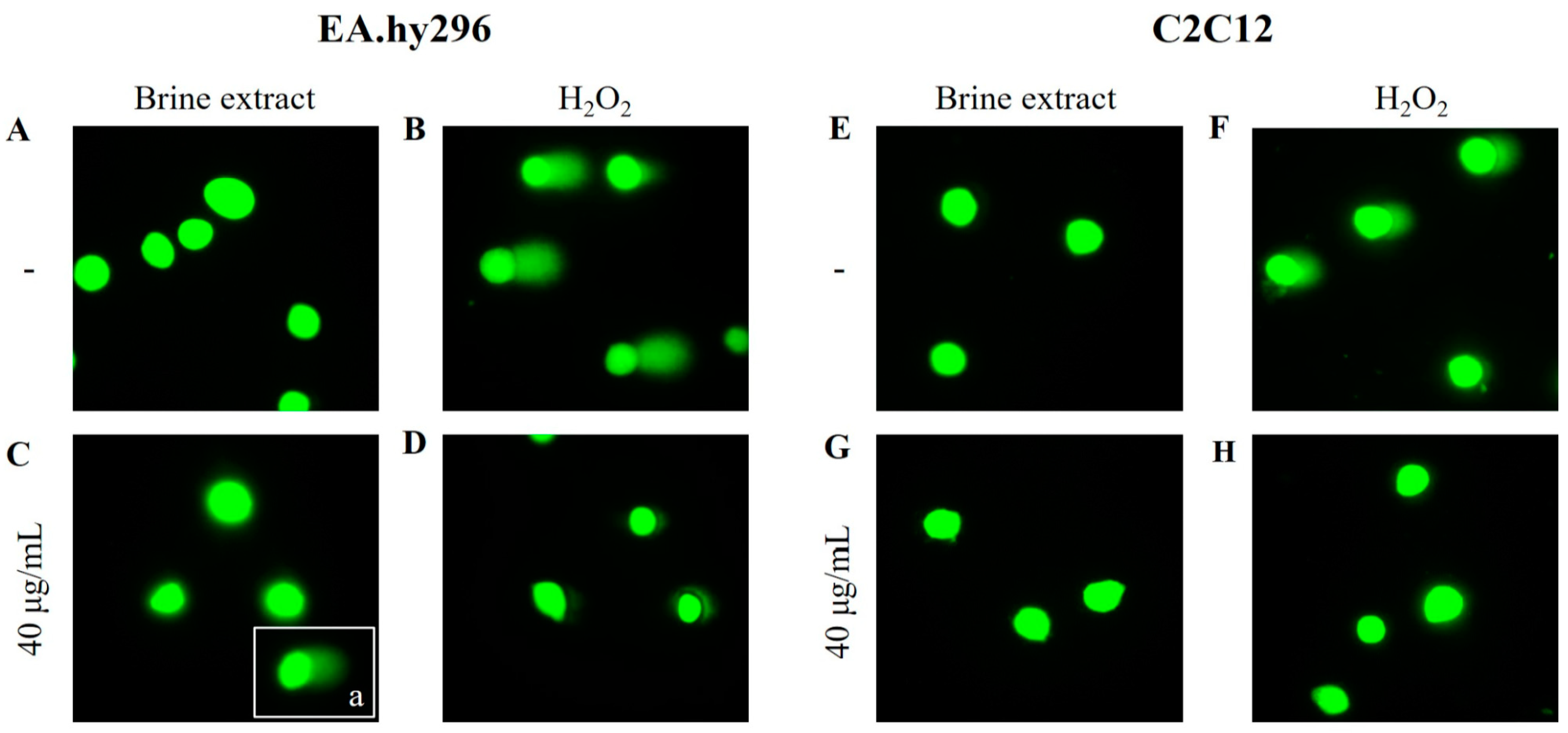 Antioxidants 12 00333 g005