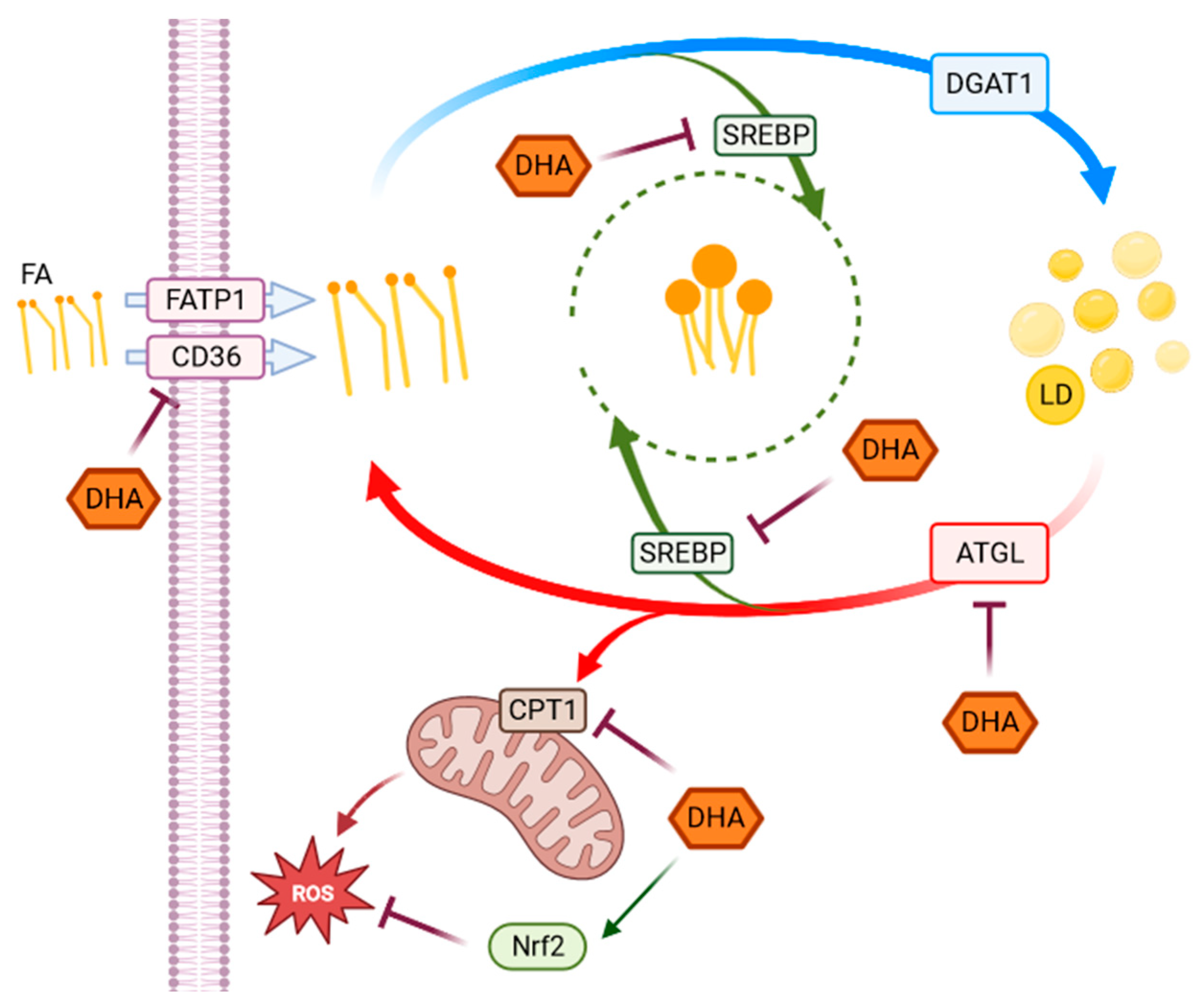 Antioxidants 12 00339 g006