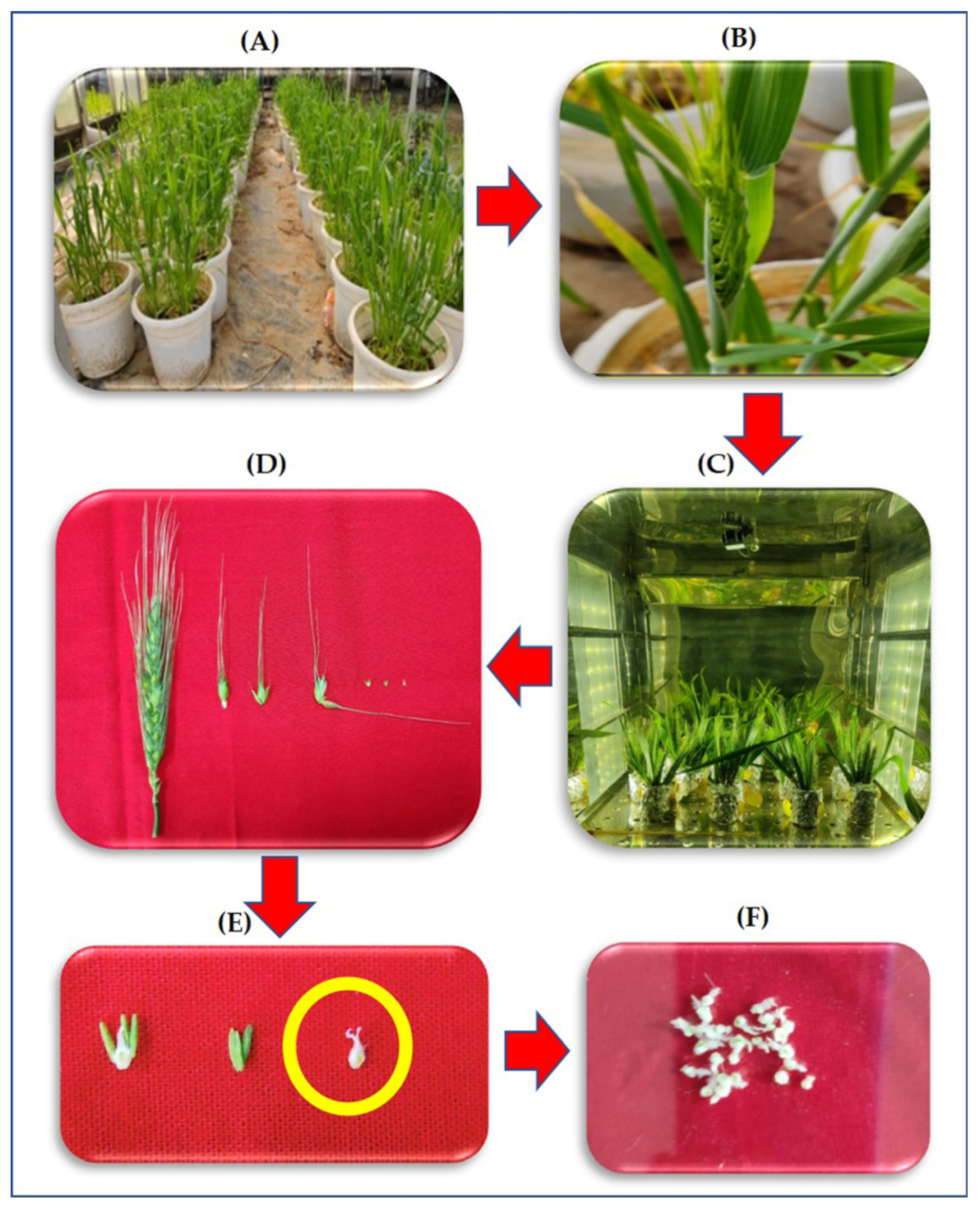 Antioxidants 12 00342 g001