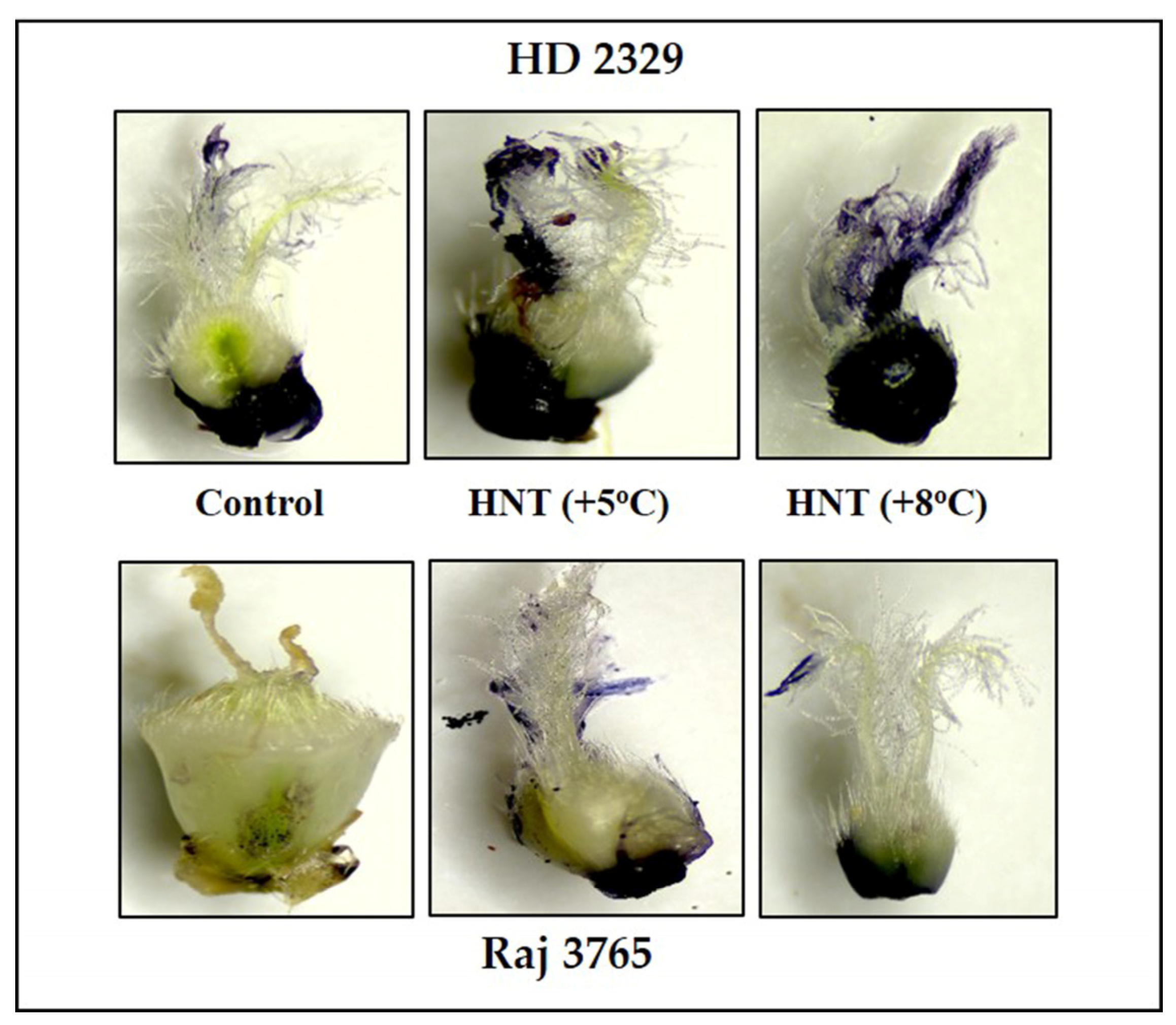 Antioxidants 12 00342 g003