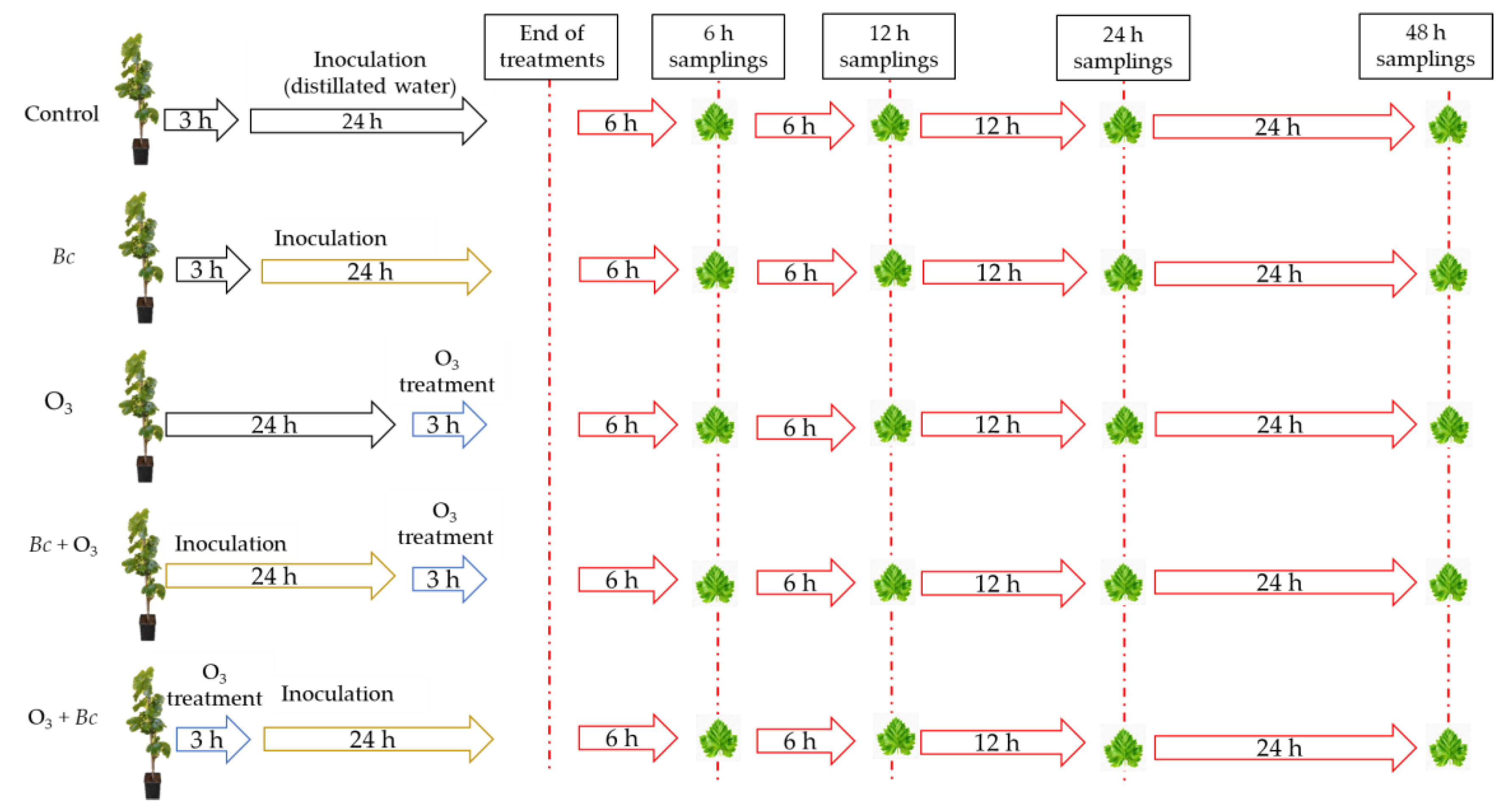 Antioxidants 12 00343 g001