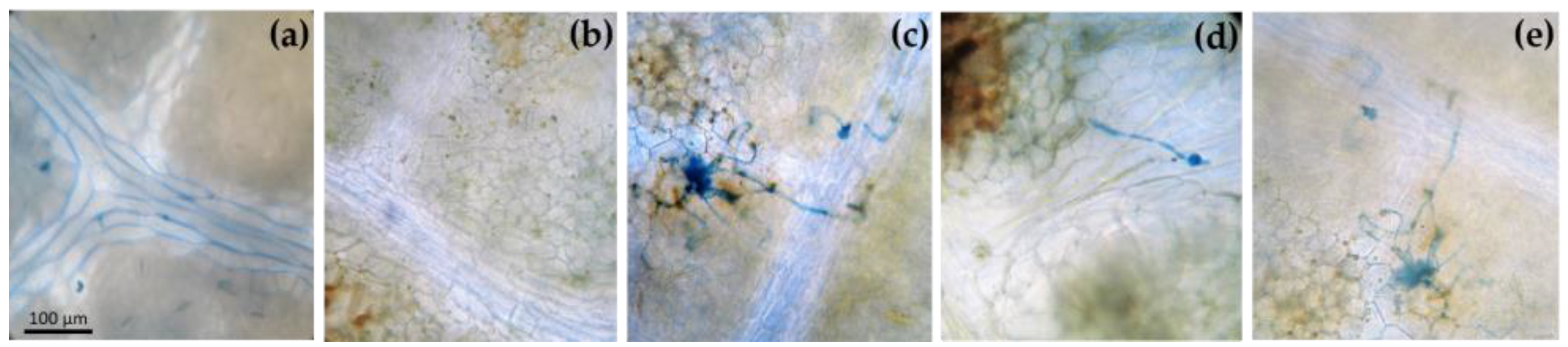 Antioxidants 12 00343 g002