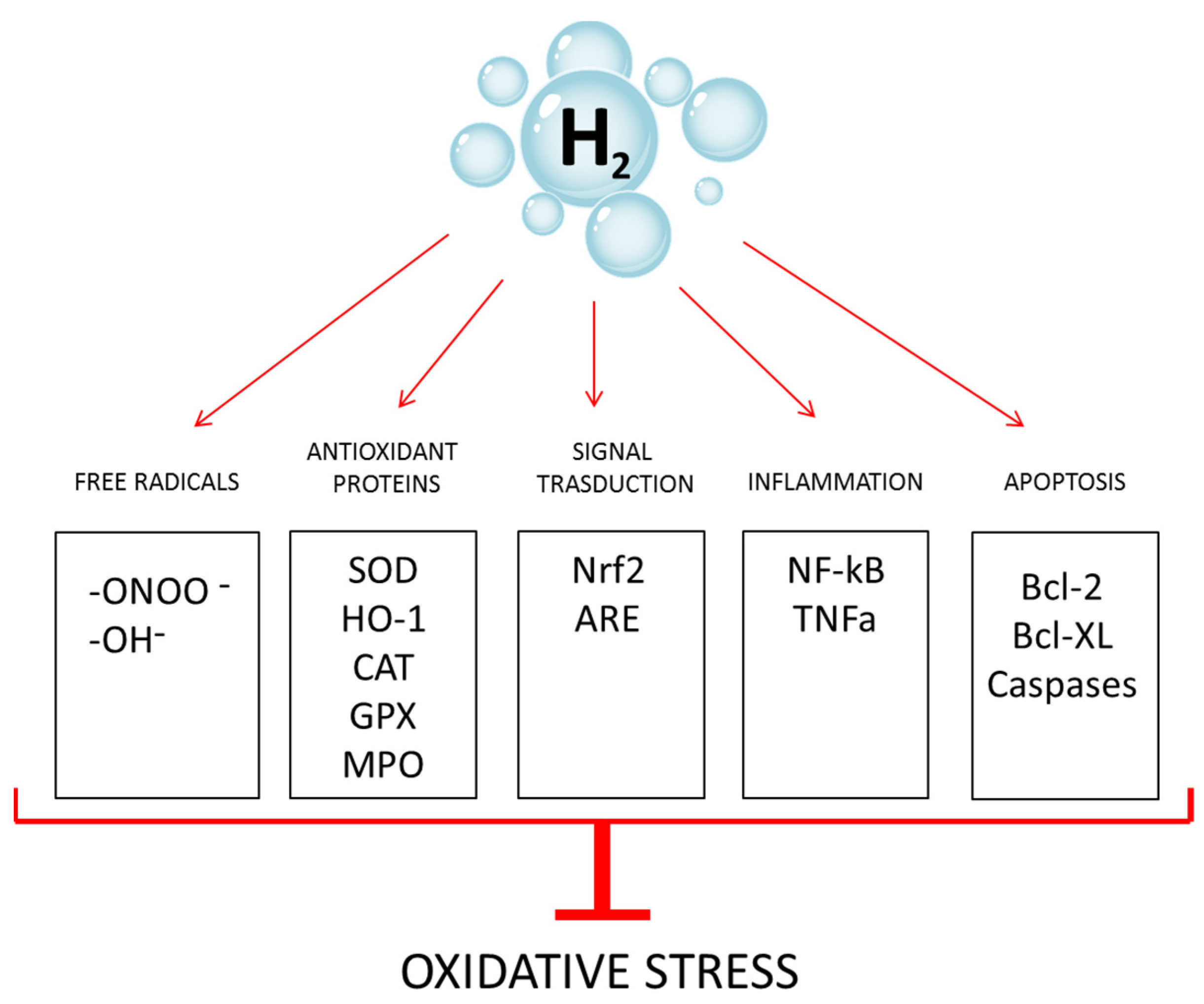 Antioxidants 12 00345 g001 Antioxidants 12 00345 g001