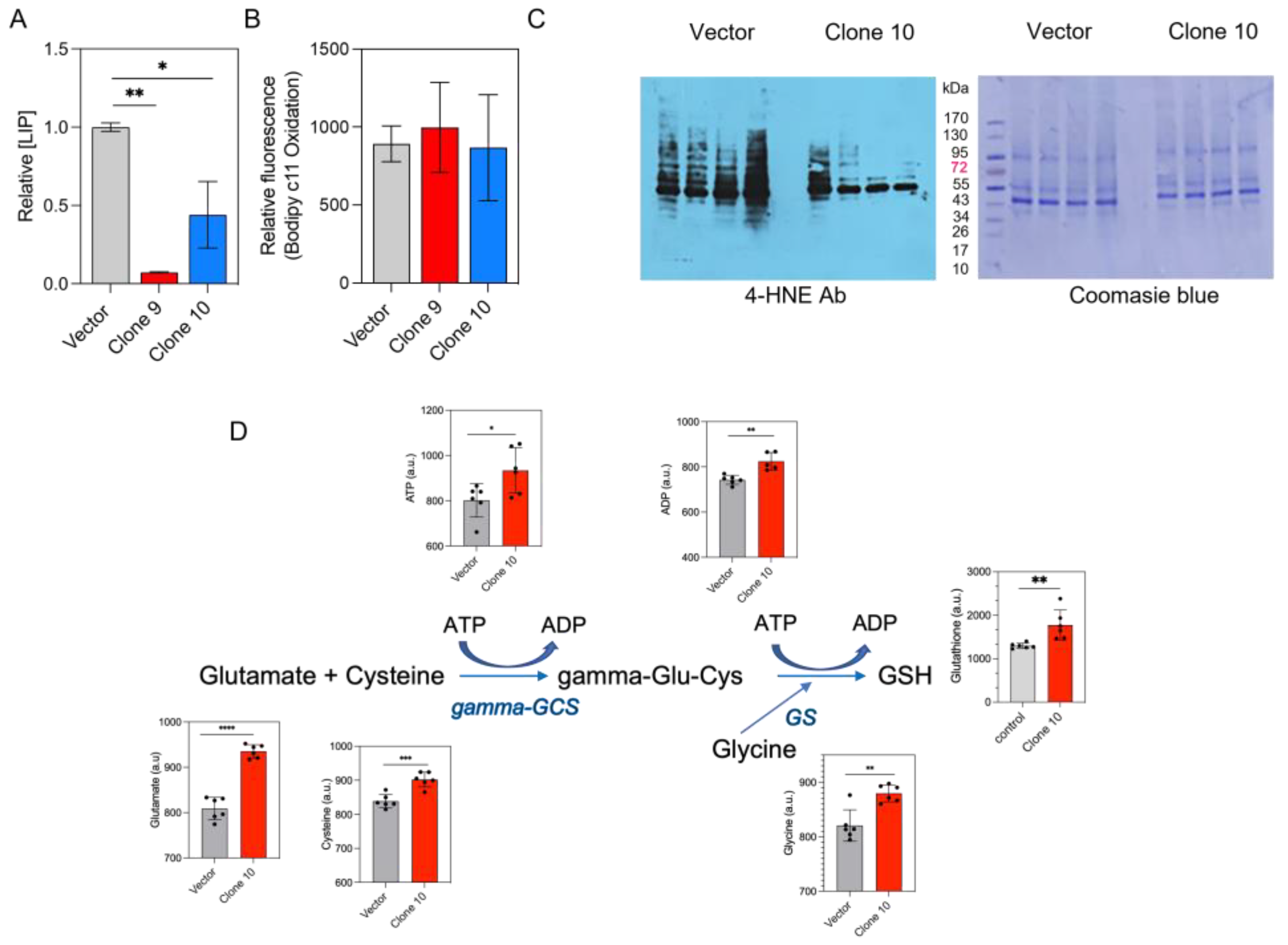 Antioxidants 12 00349 g004