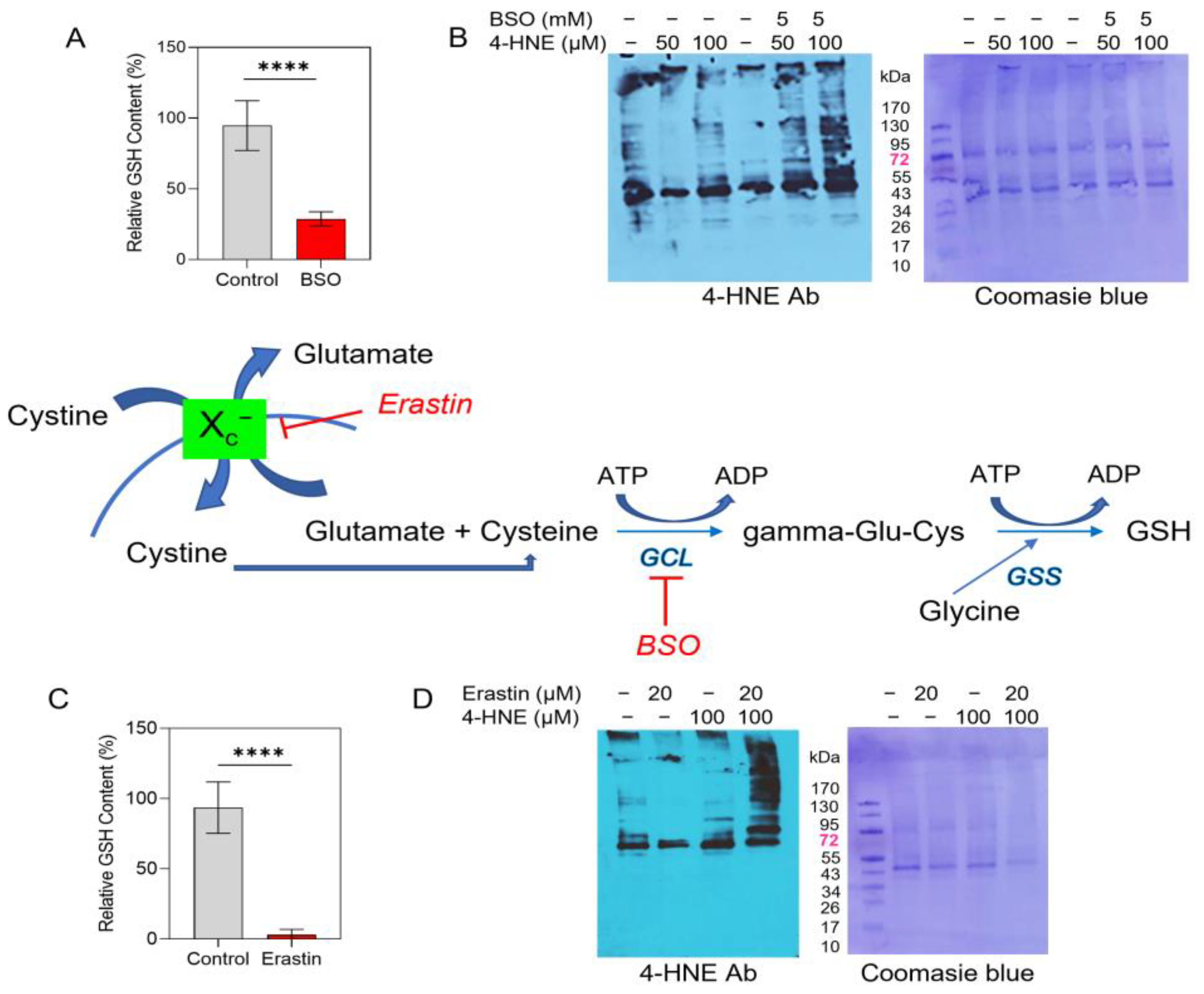 Antioxidants 12 00349 g005