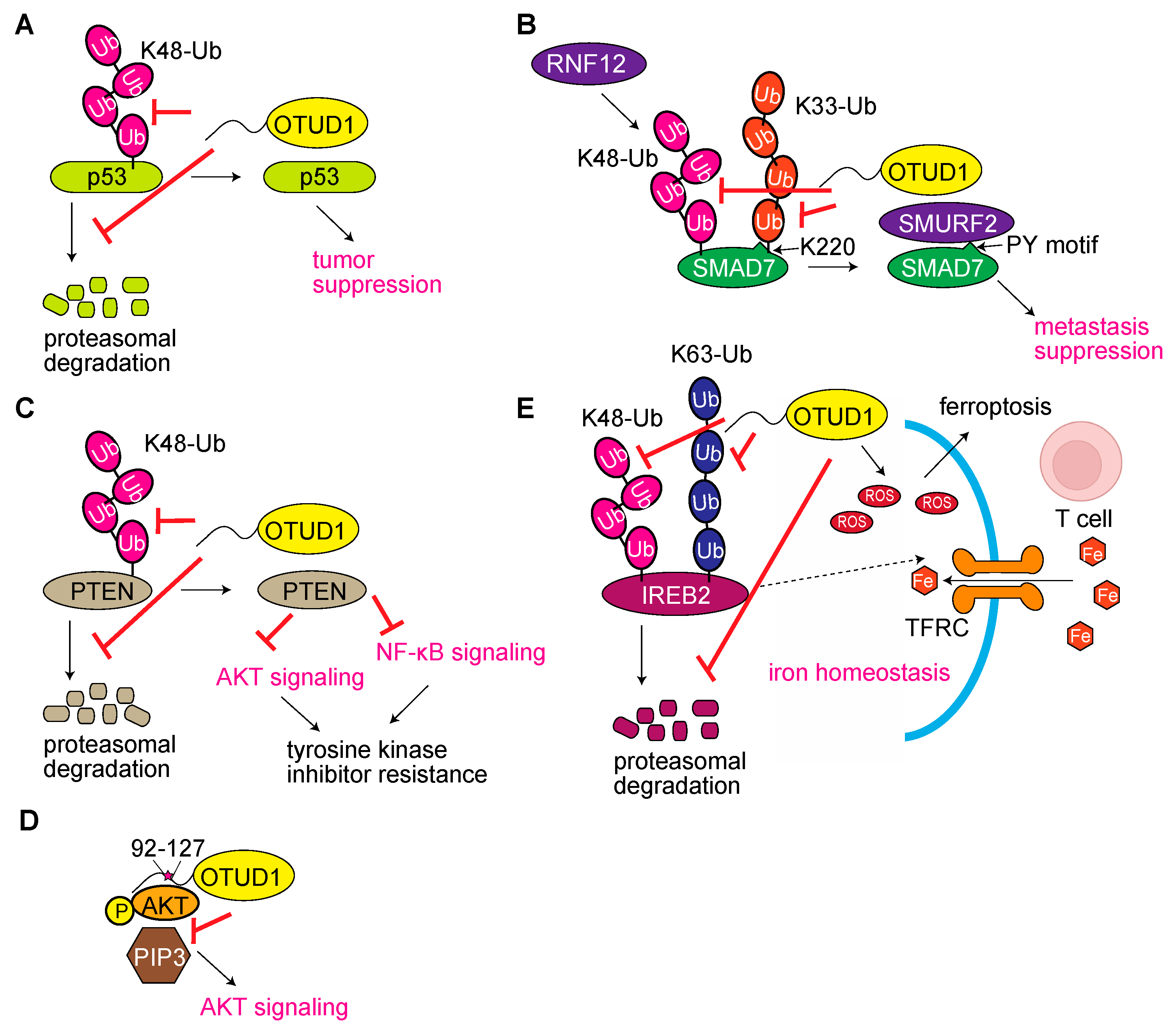 Antioxidants 12 00350 g002