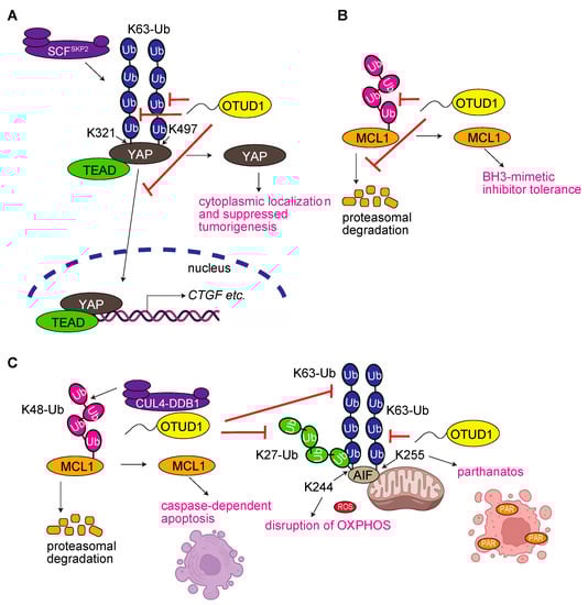 Antioxidants 12 00350 g003