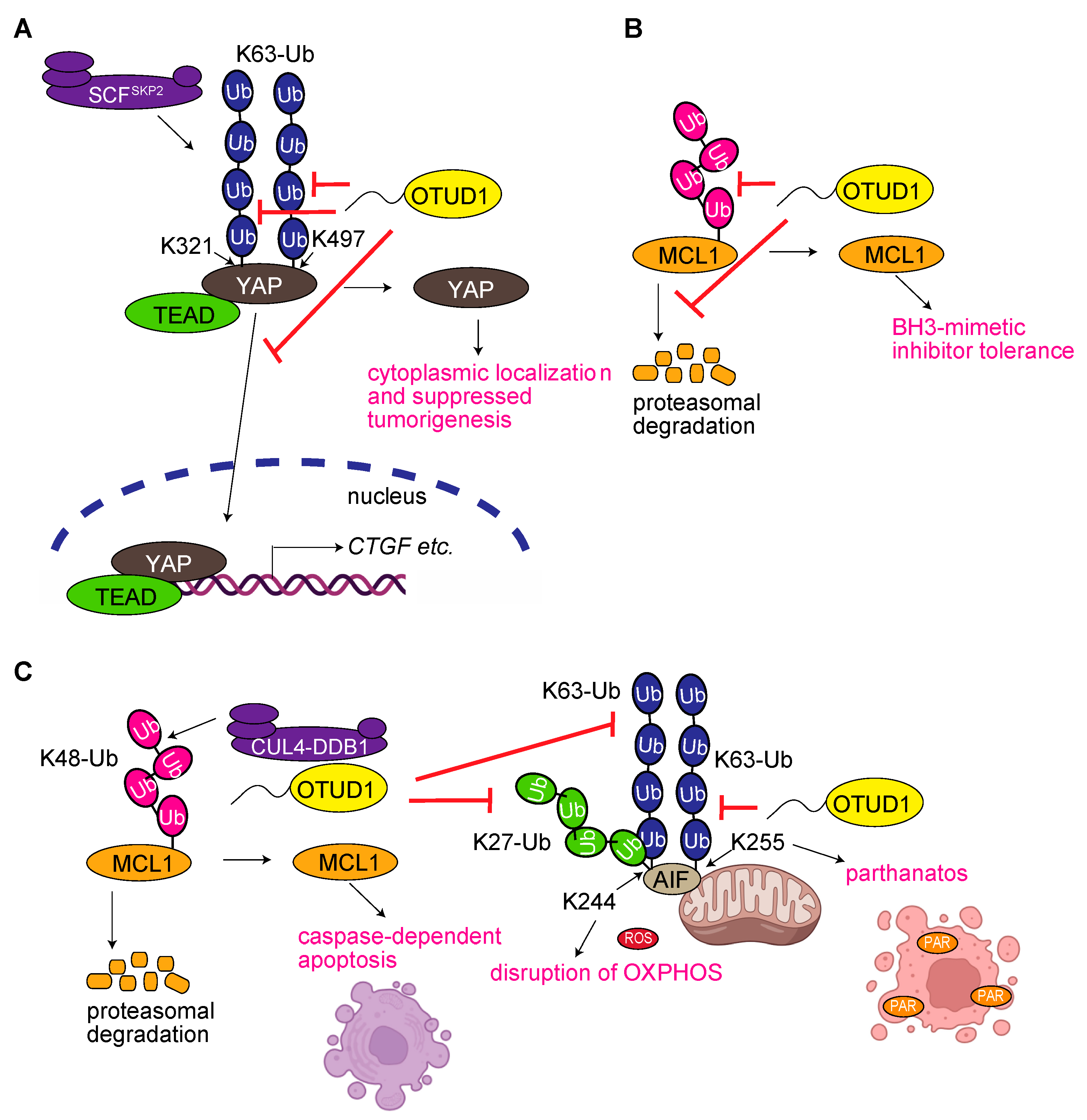 Antioxidants 12 00350 g003