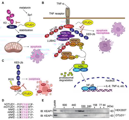 Antioxidants 12 00350 g005