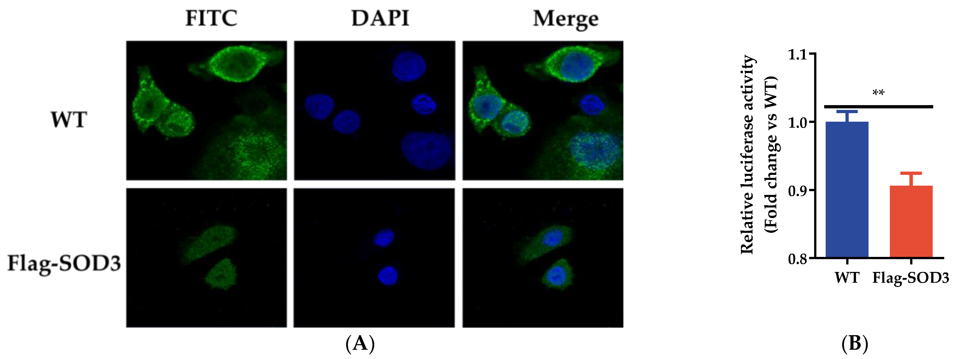 Antioxidants 12 00354 g004