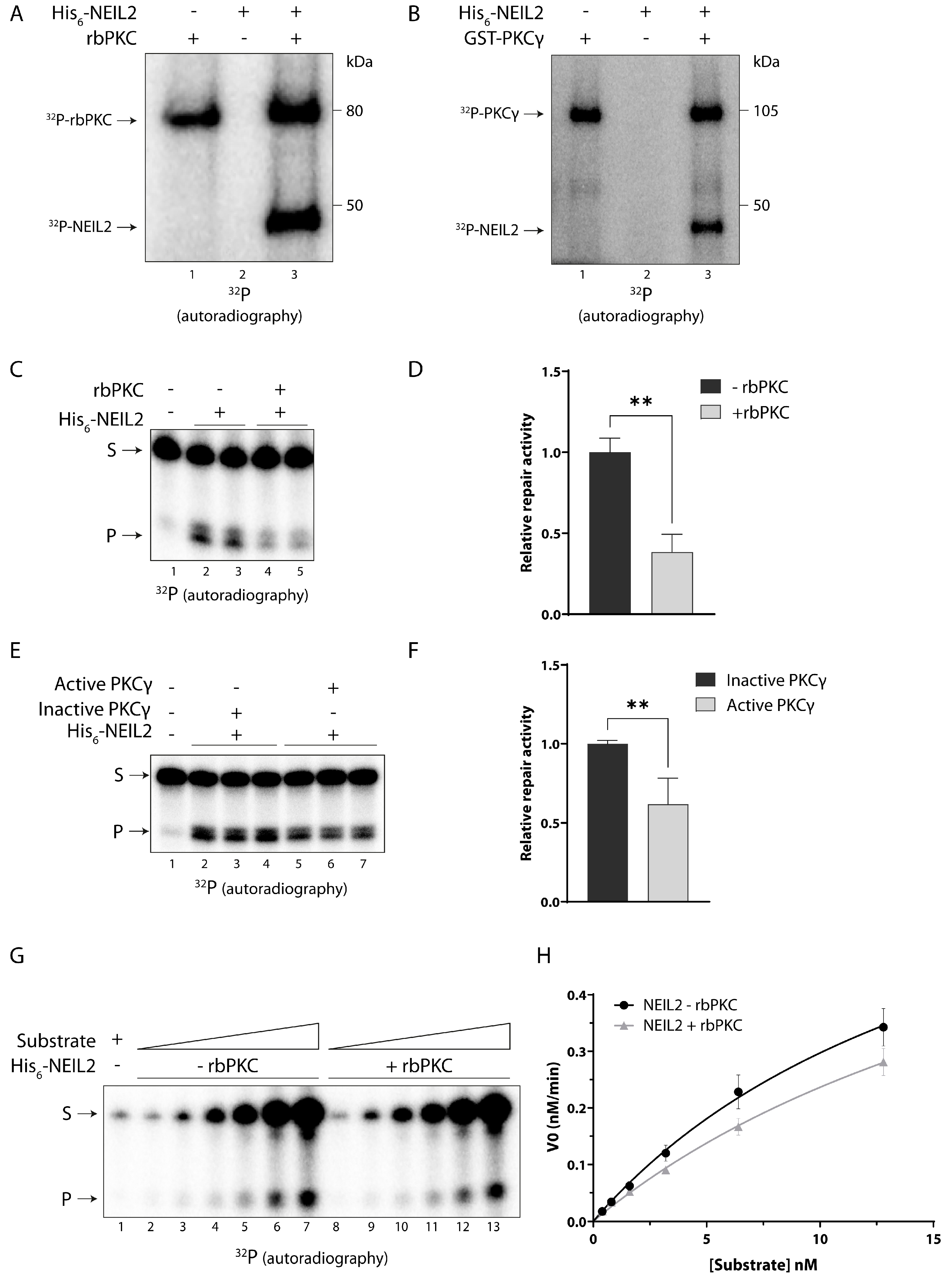 Antioxidants 12 00355 g002