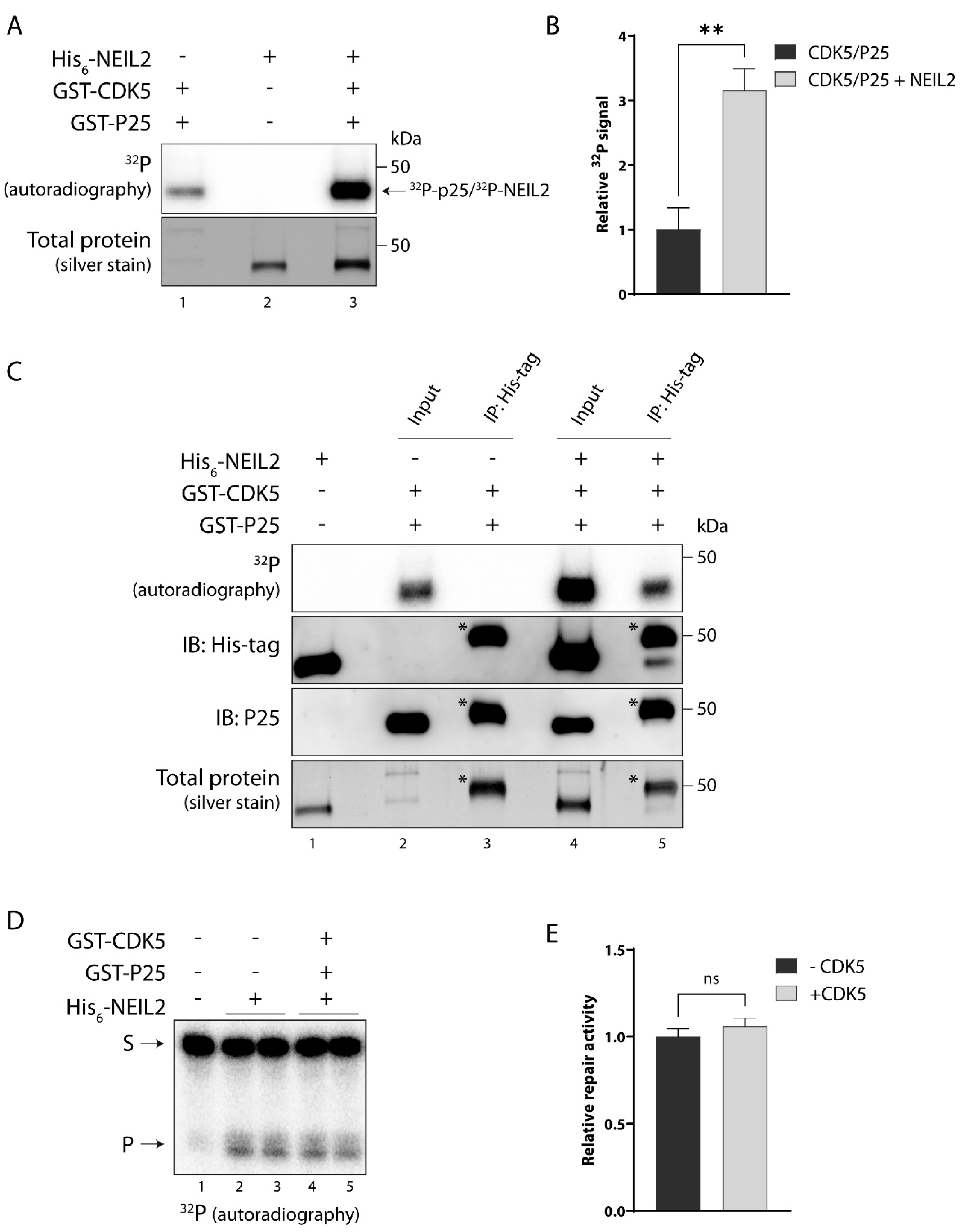 Antioxidants 12 00355 g004