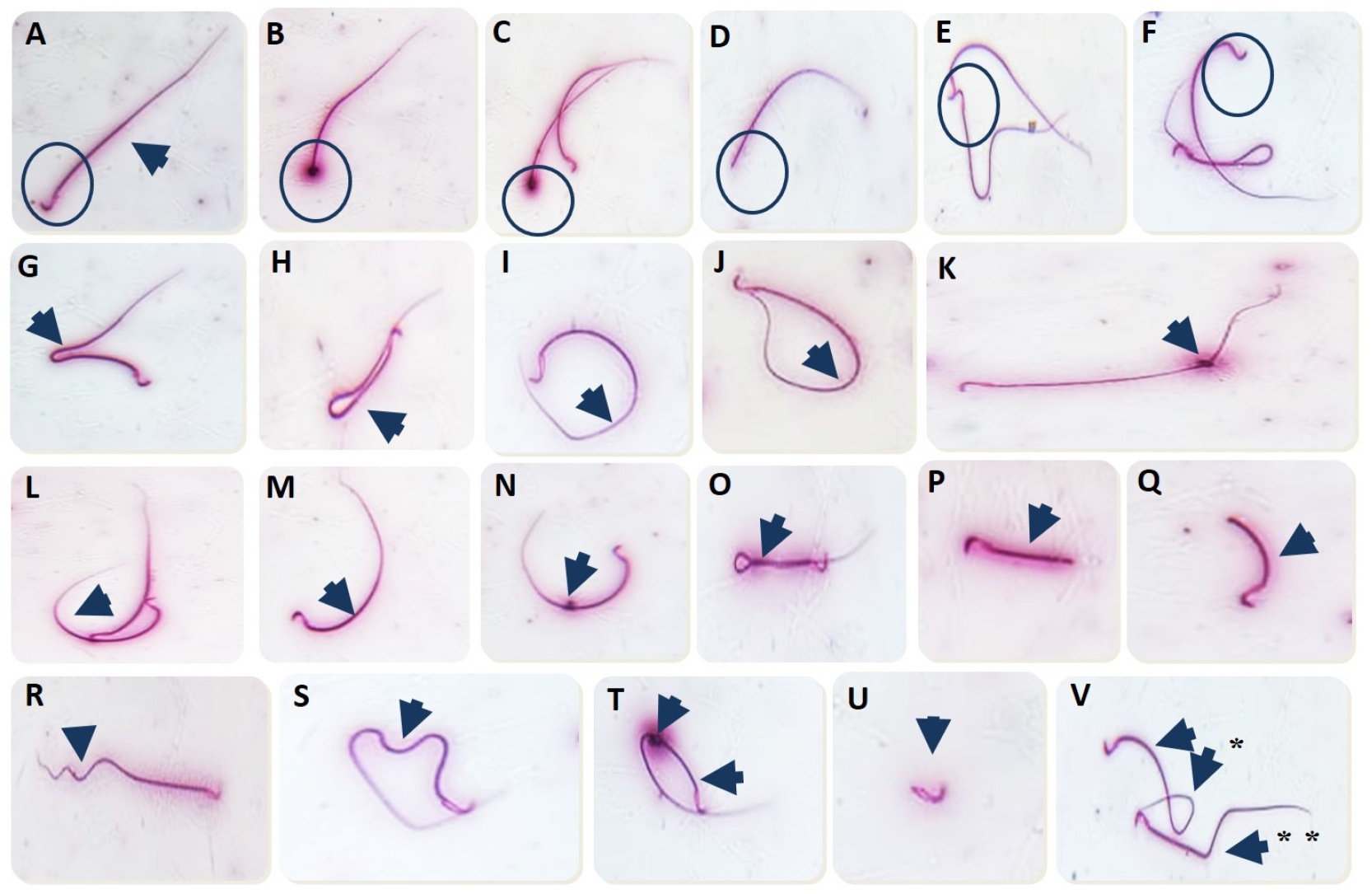 Antioxidants 12 00361 g001