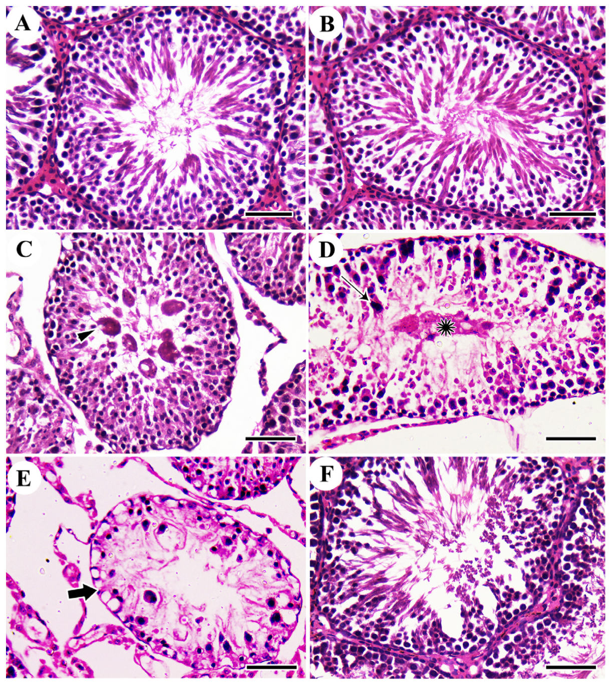 Antioxidants 12 00361 g002