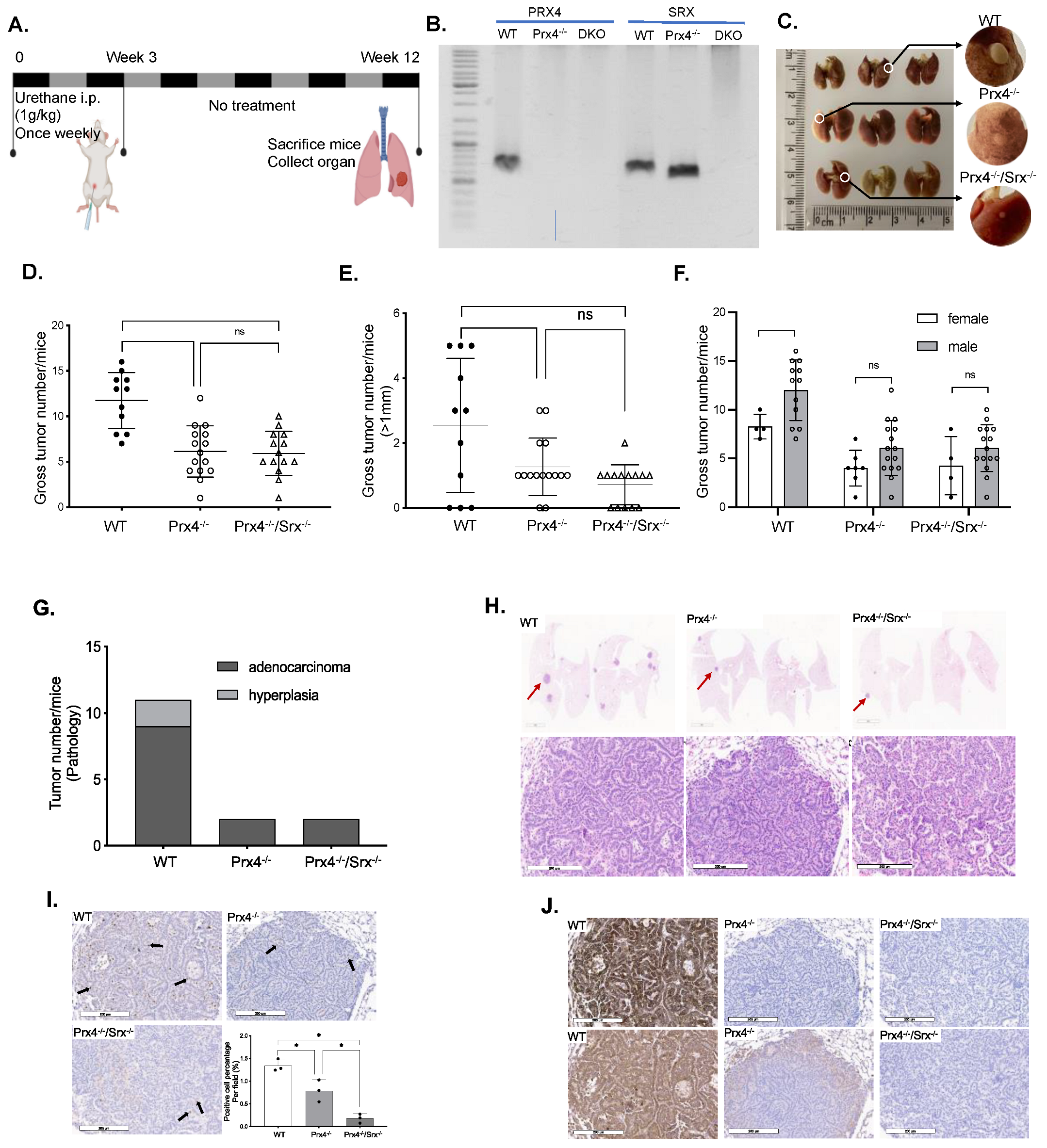 Antioxidants 12 00367 g001