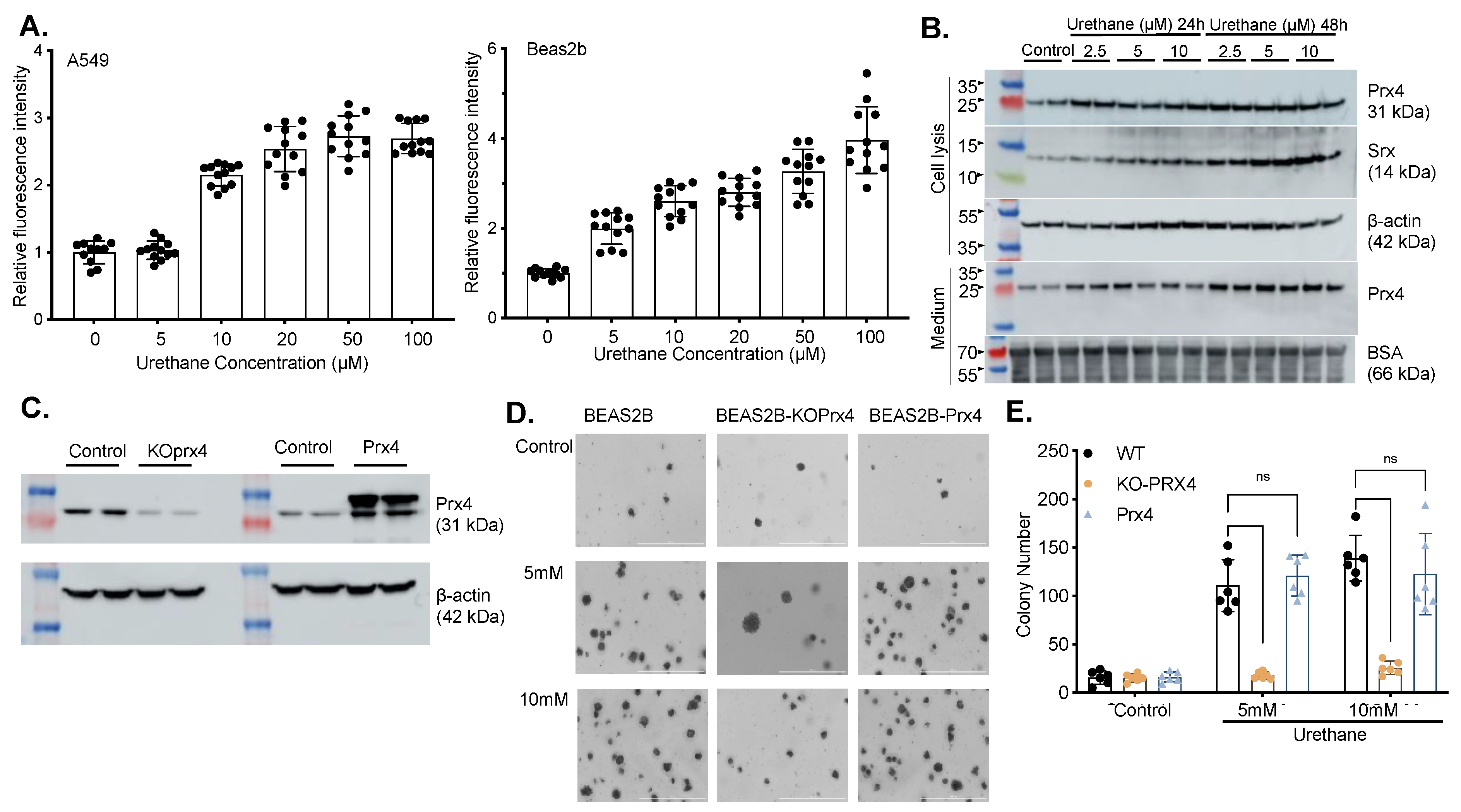 Antioxidants 12 00367 g003