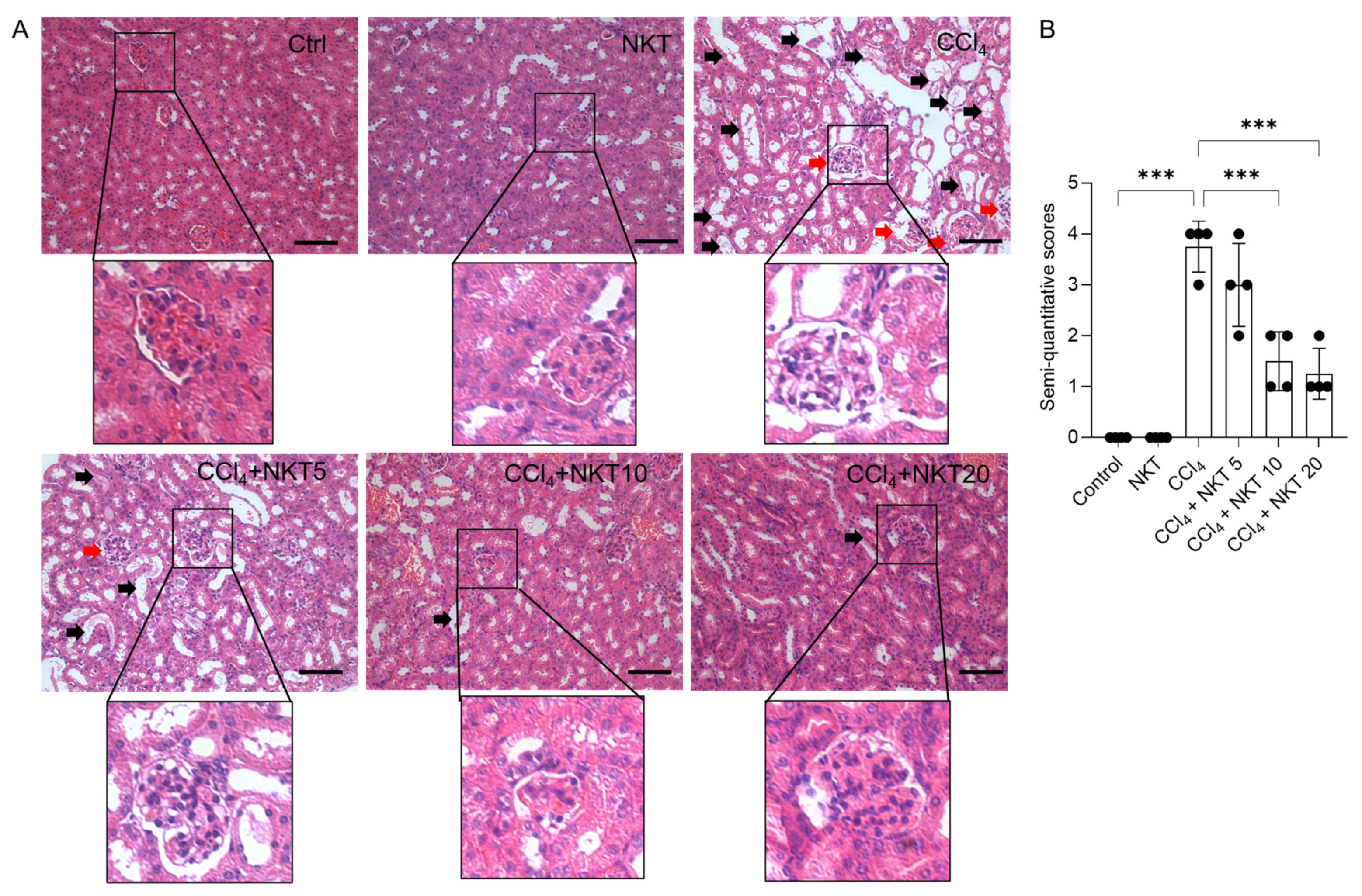 Antioxidants 12 00370 g004